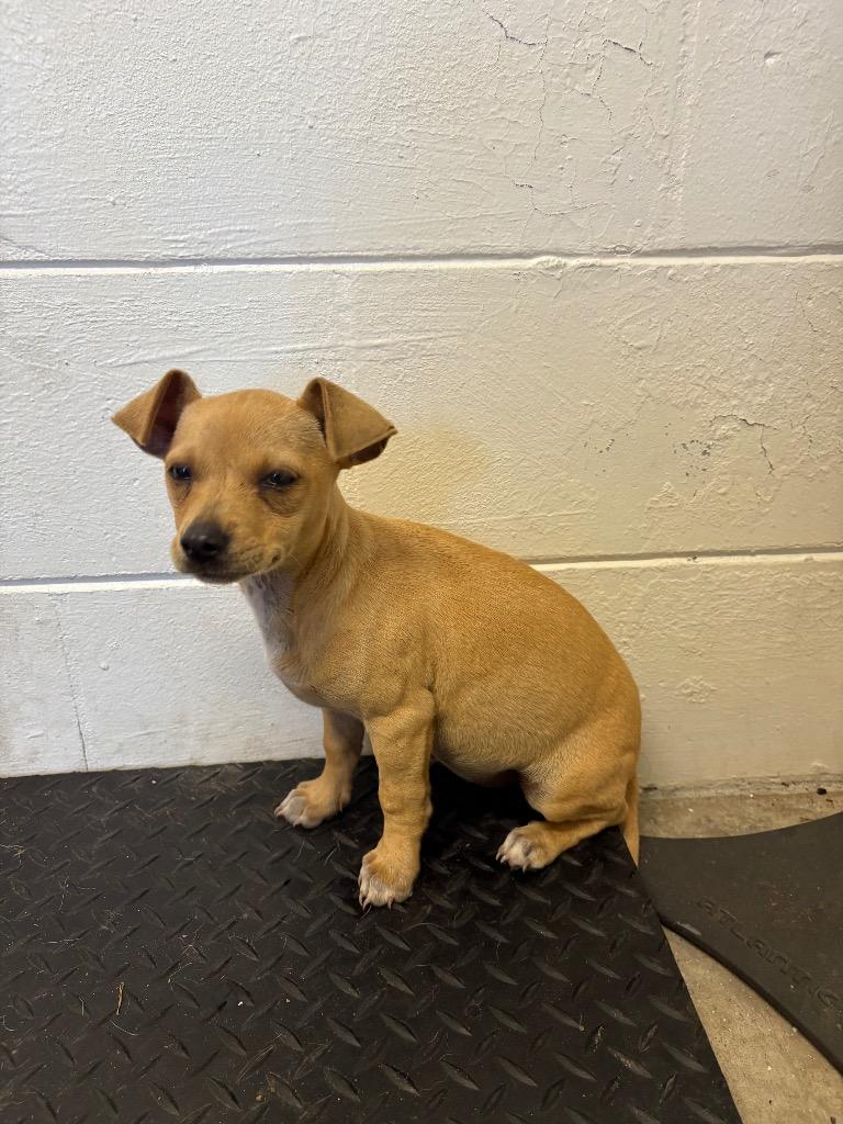 Enlarge Matilda, a Adopted mixed breed in Wauchula, FL image 1/1