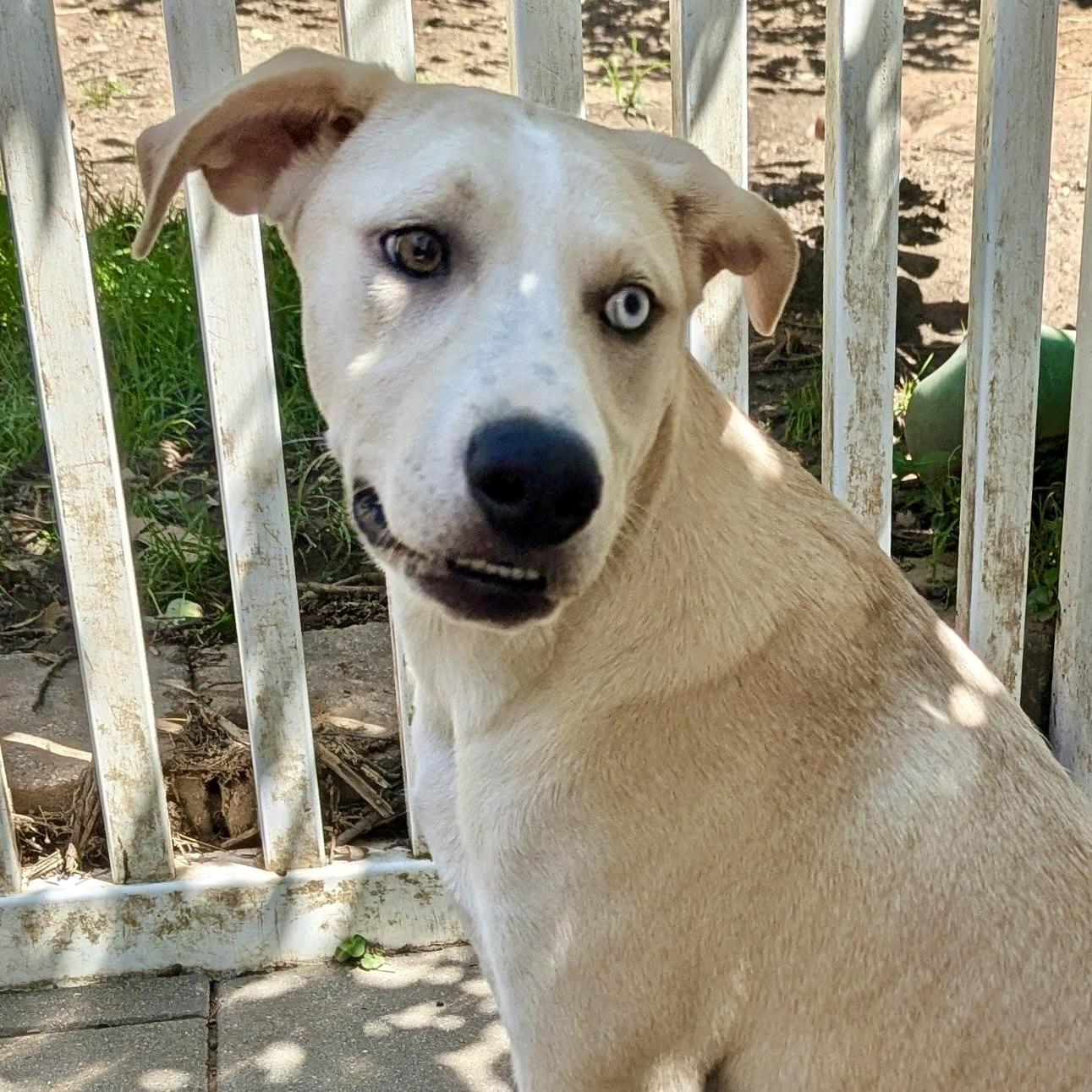 Ramon, a Adoptable mixed breed in Paramus, NJ image 5/6