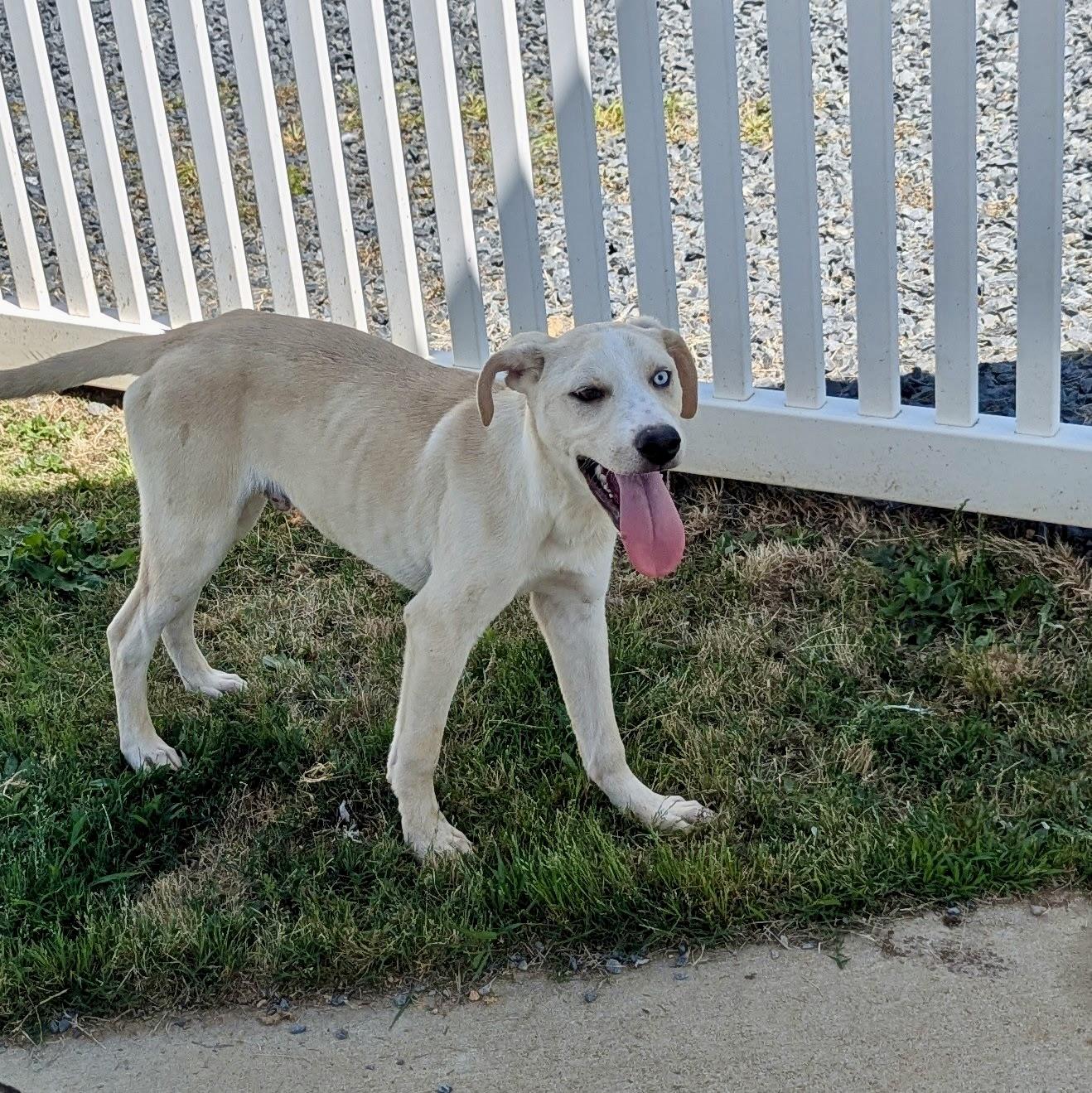 Ramon, a Adoptable mixed breed in Paramus, NJ image 6/6