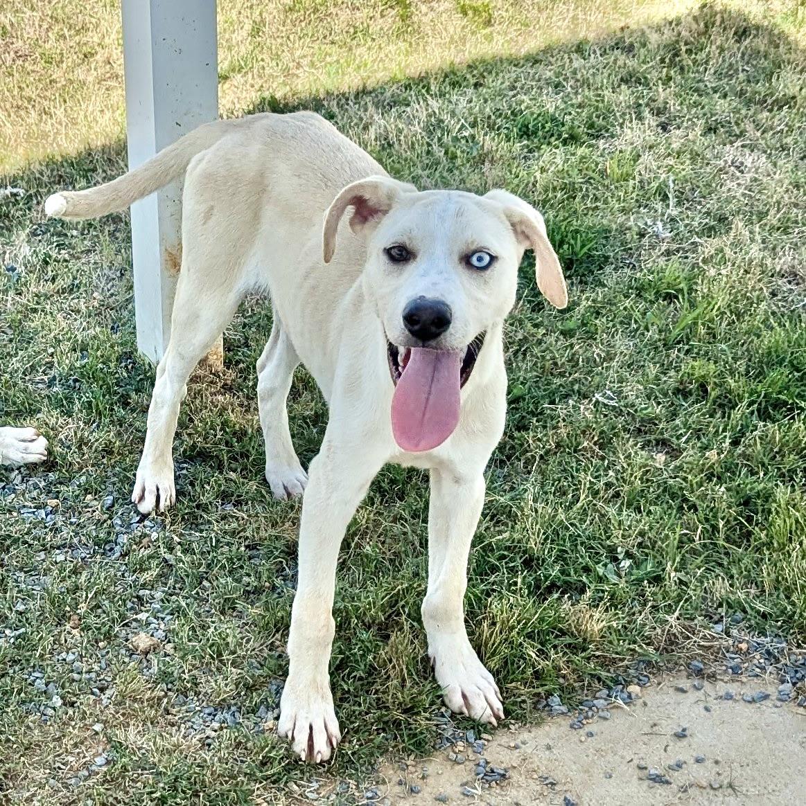 Ramon, a Adoptable mixed breed in Paramus, NJ image 3/6