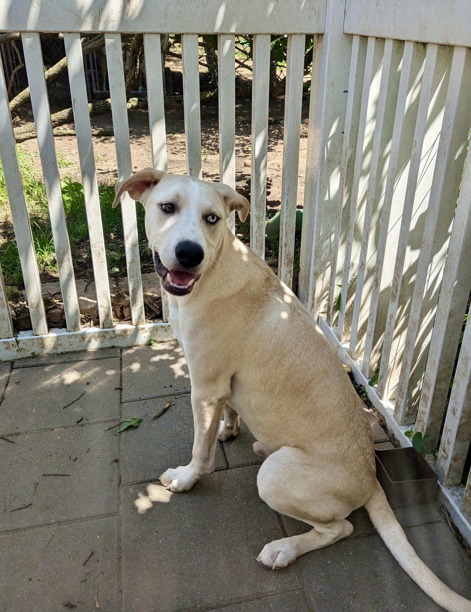 Ramon, a Adoptable mixed breed in Paramus, NJ image 4/6