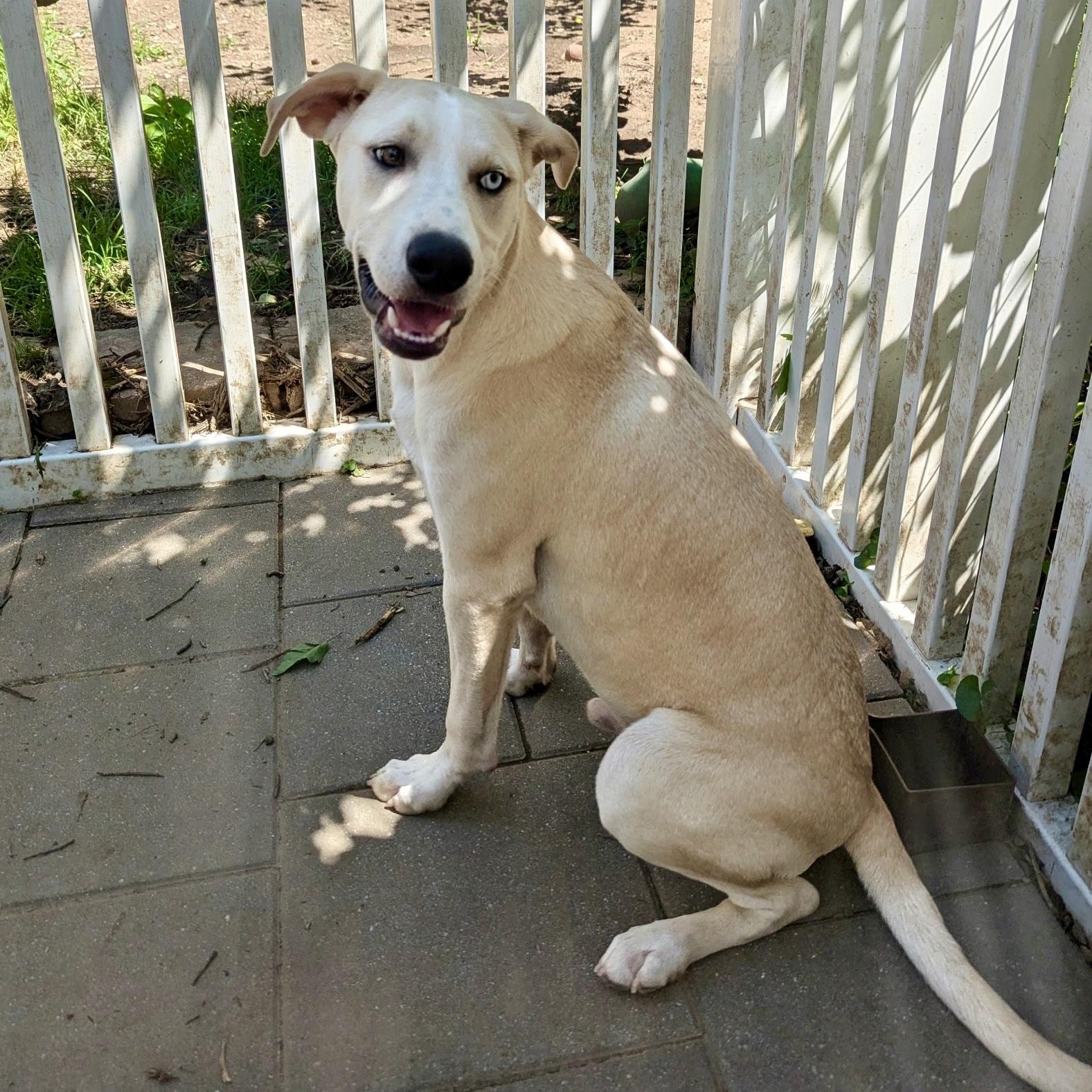 Enlarge Ramon, a Adoptable mixed breed in Paramus, NJ image 4/6