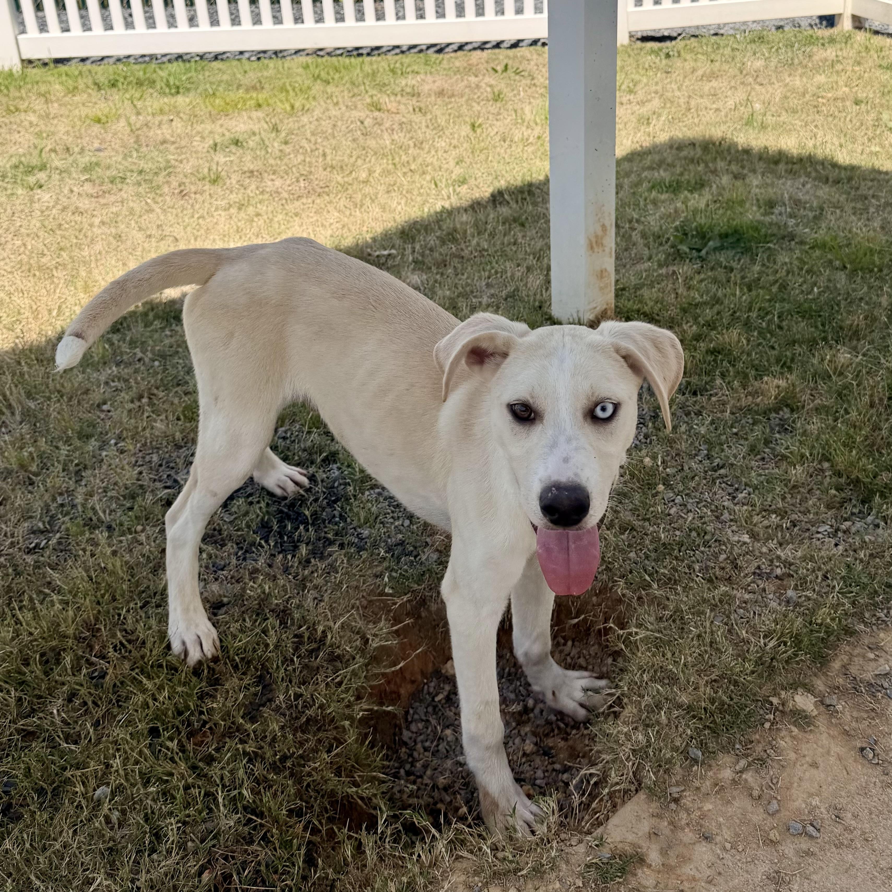Ramon, a Adoptable mixed breed in Paramus, NJ image 4/6