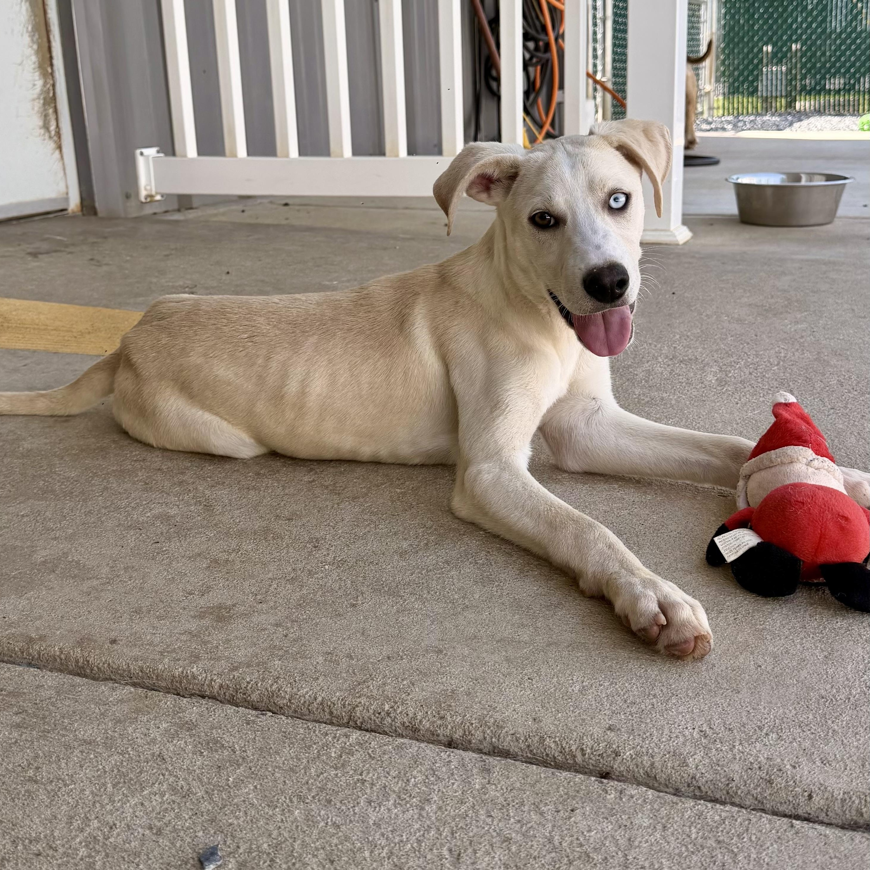Ramon, a Adoptable mixed breed in Paramus, NJ image 2/6