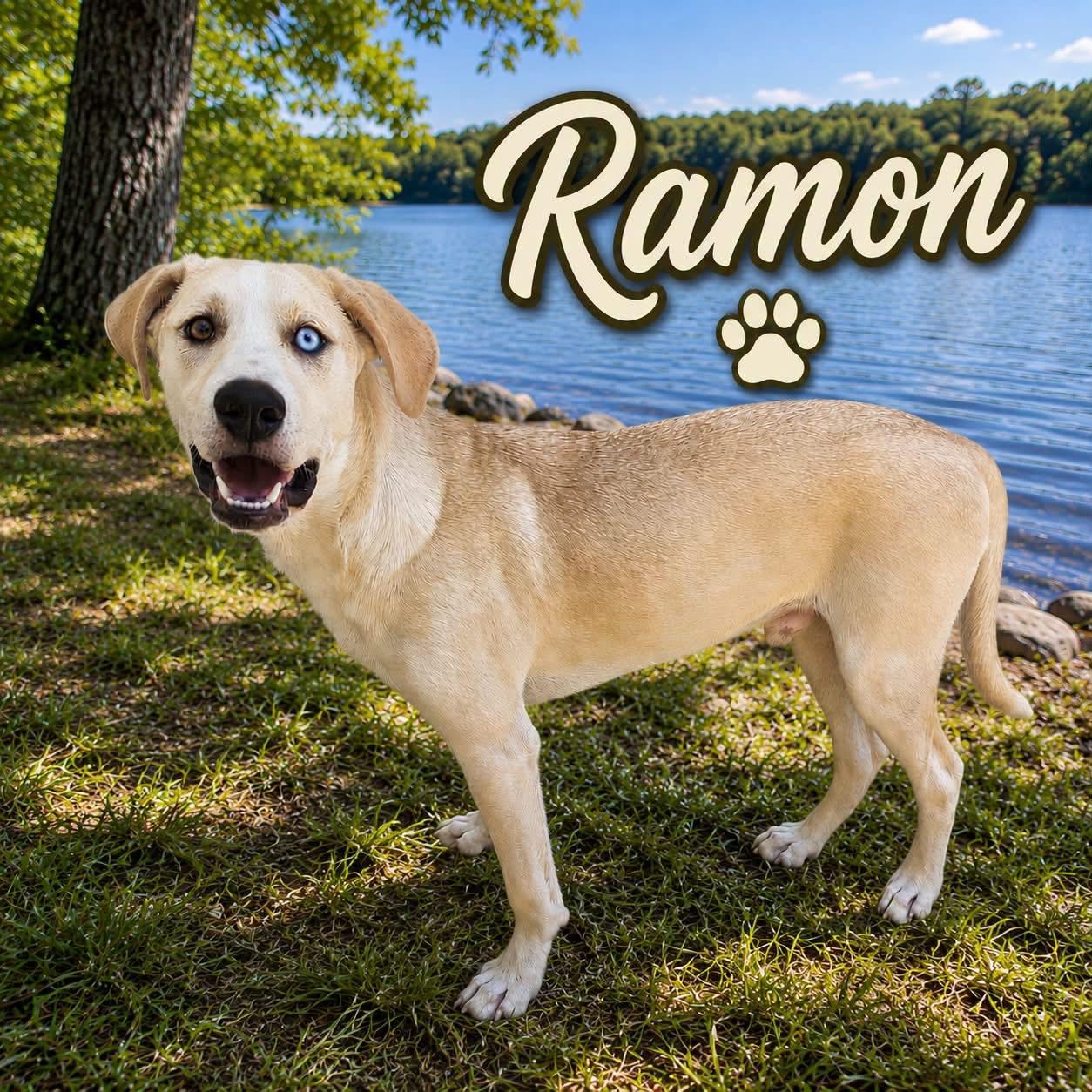 Ramon, Adoptable, Puppy Male Hound & Husky.