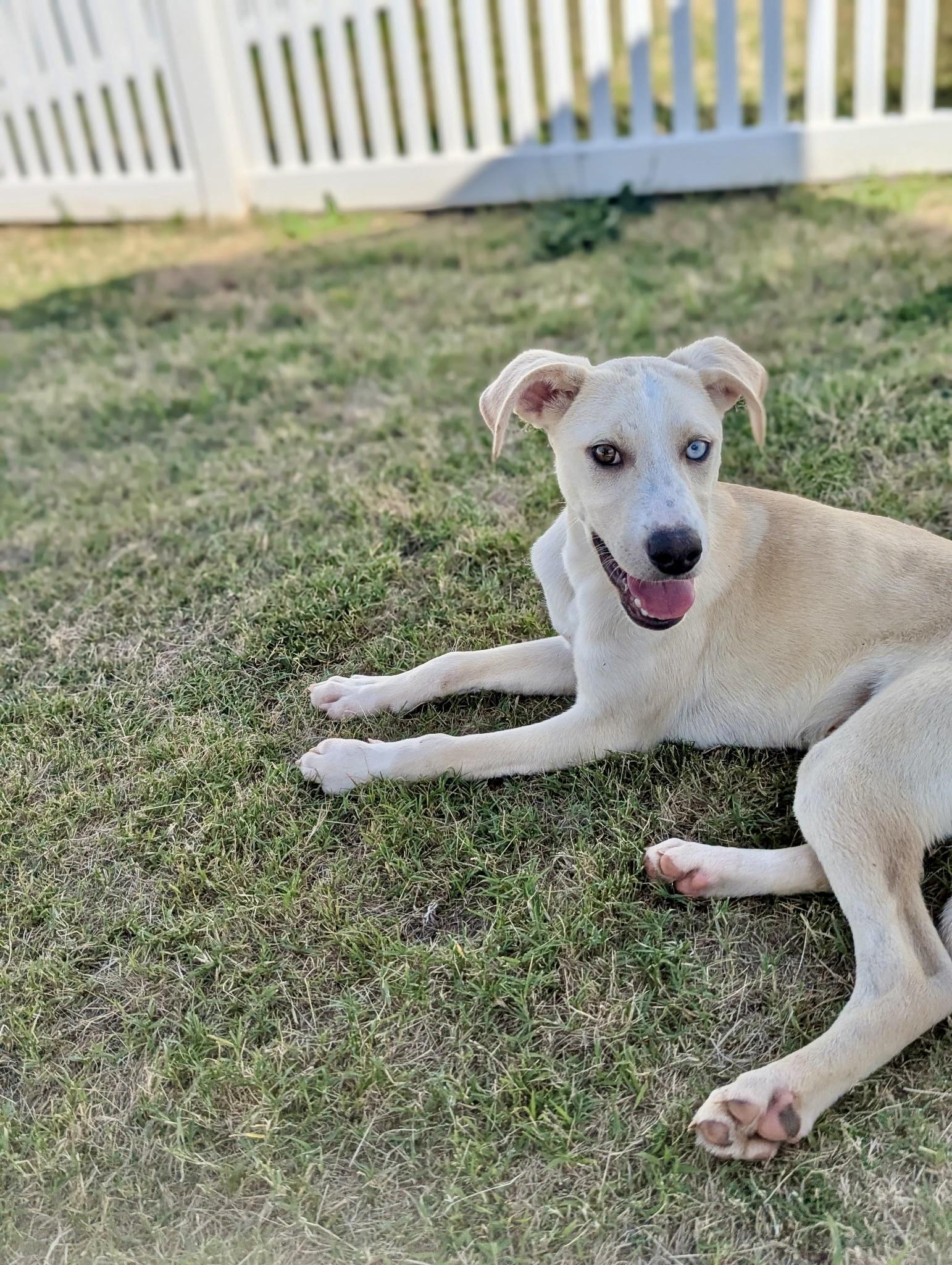 Ramon, a Adoptable mixed breed in Paramus, NJ image 5/6