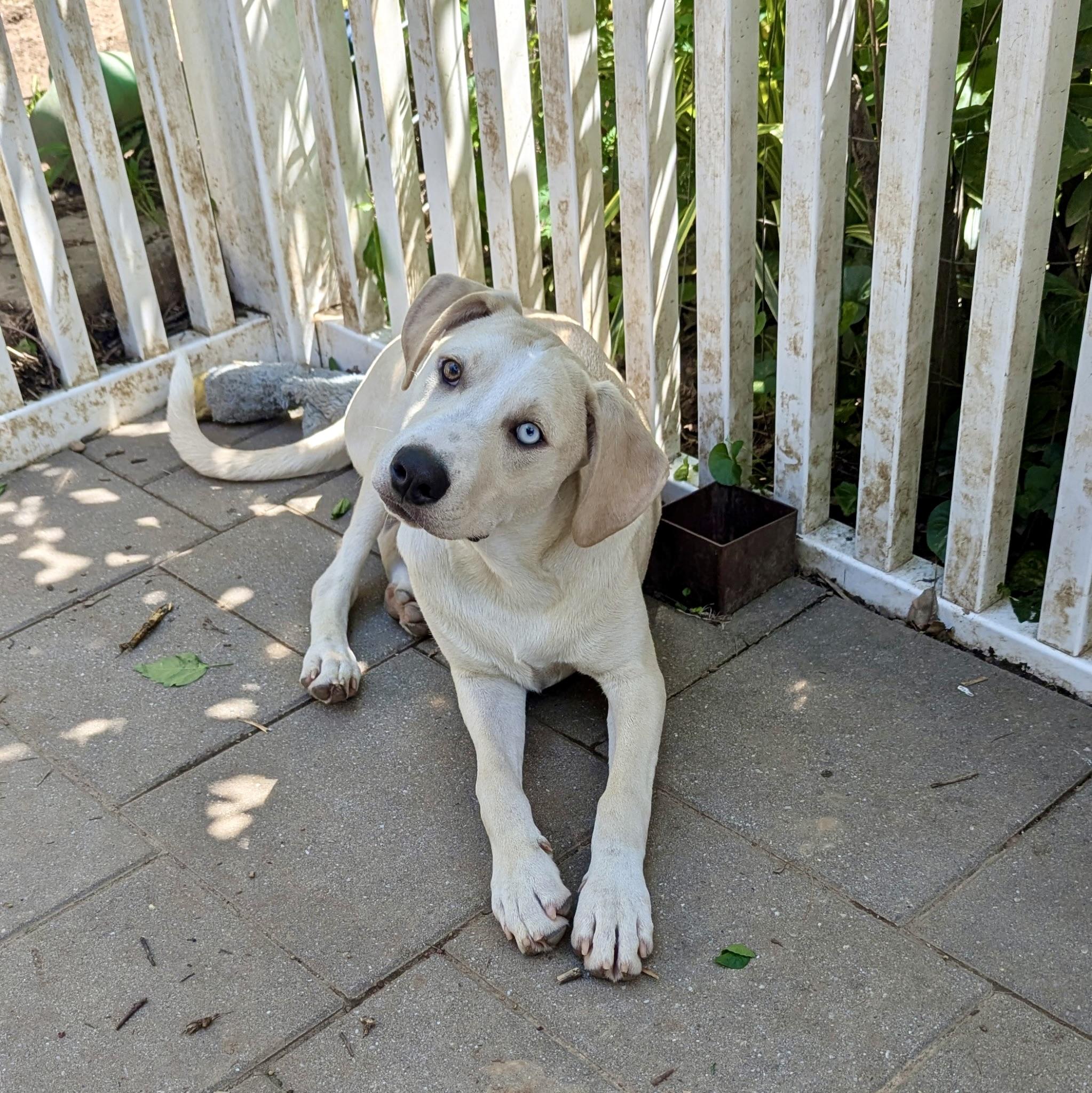 Ramon, Adoptable, Young Male Hound.