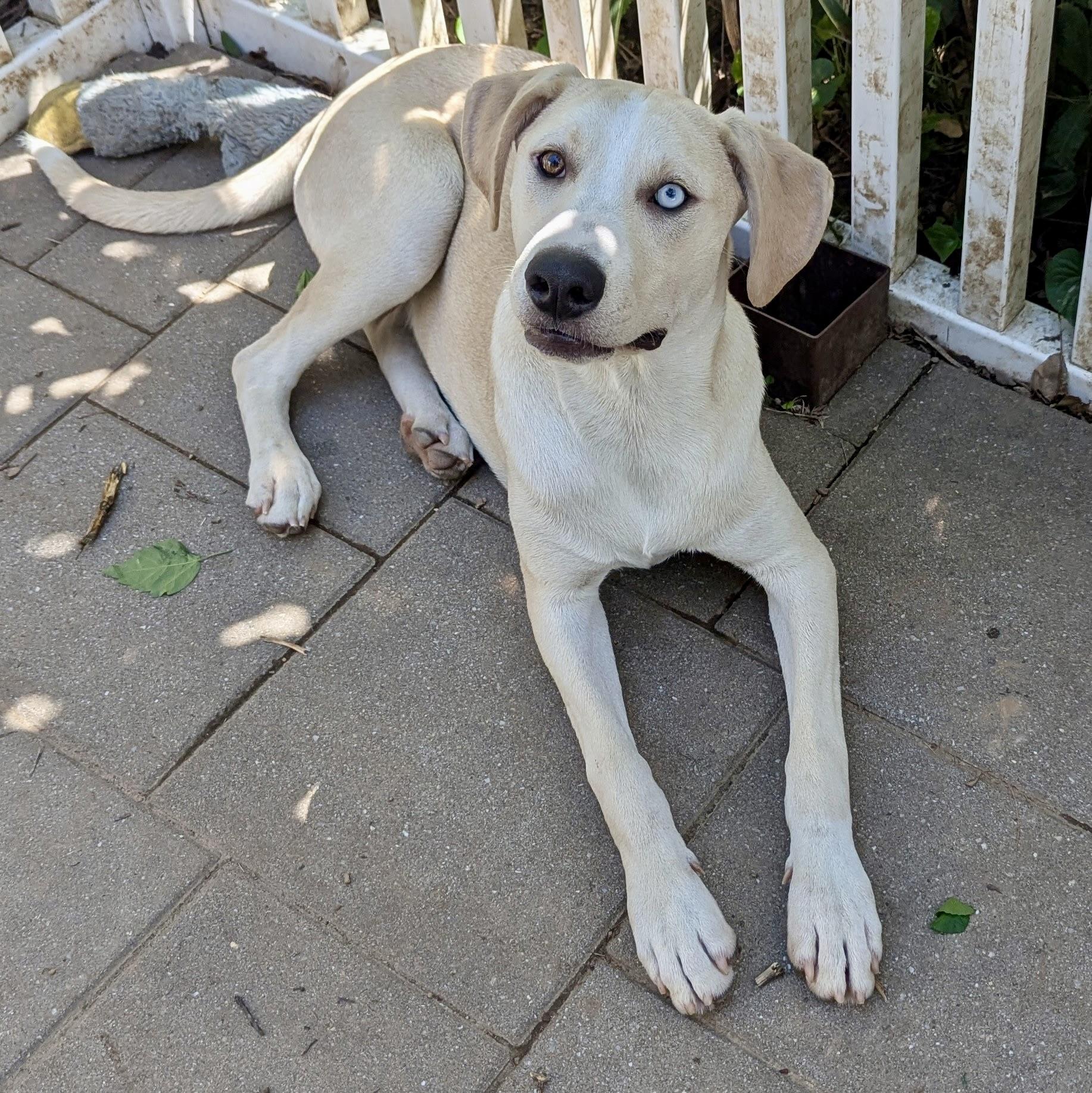 Ramon, a Adoptable mixed breed in Paramus, NJ image 3/6