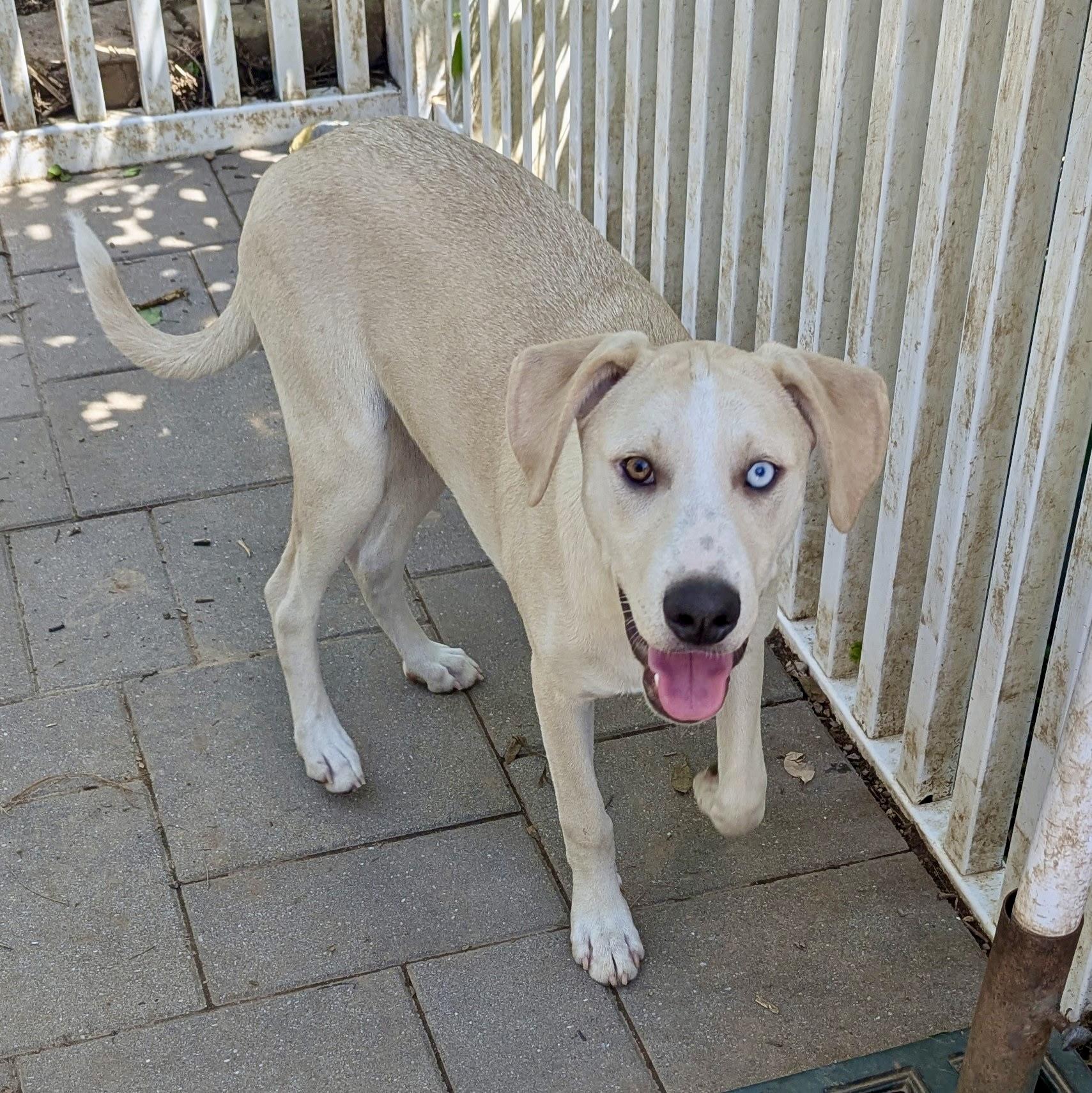 Ramon, a Adoptable mixed breed in Paramus, NJ image 2/6