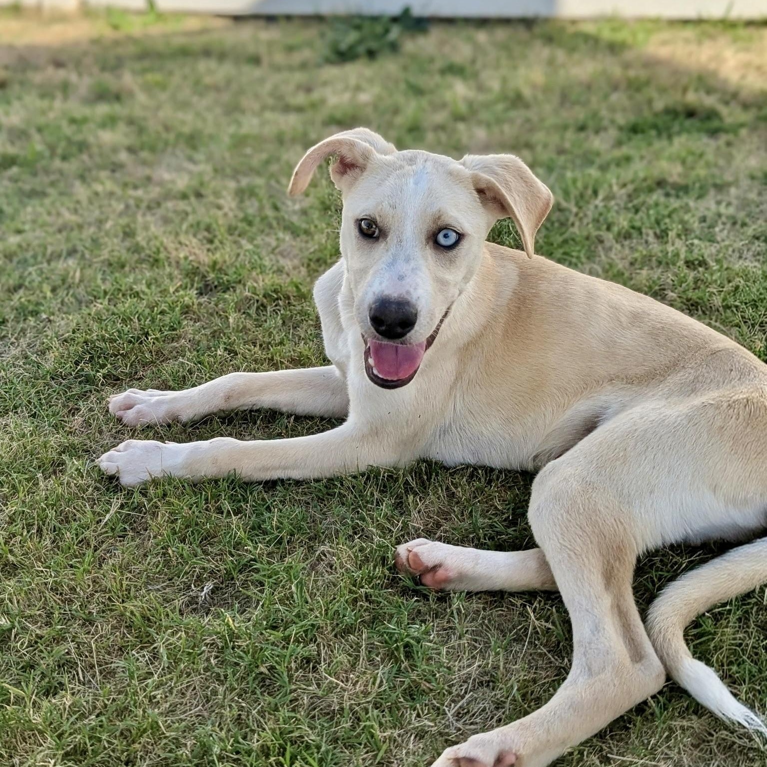 Ramon, a Adoptable mixed breed in Paramus, NJ image 1/6