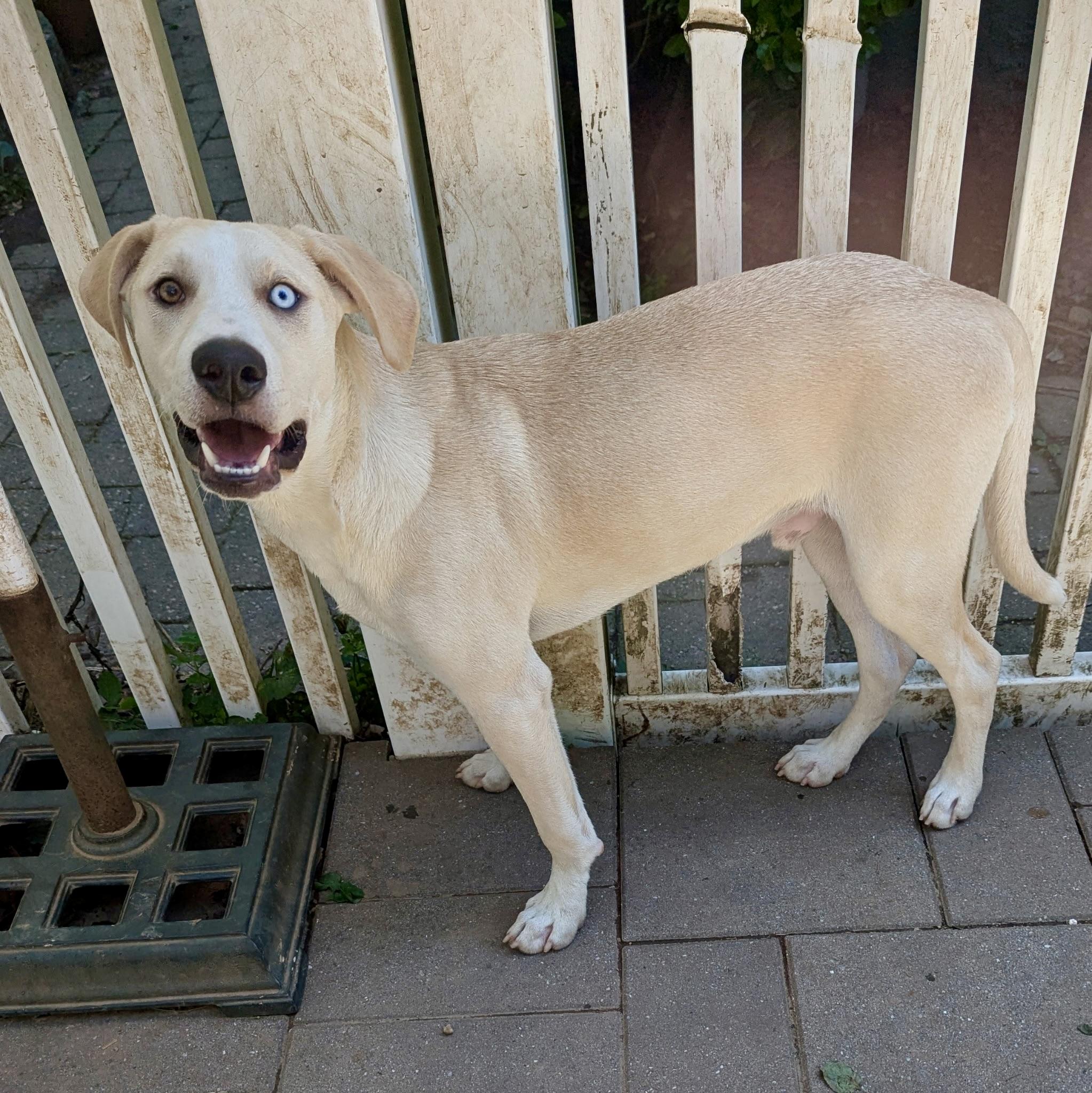 Ramon, a Adoptable mixed breed in Paramus, NJ image 6/6