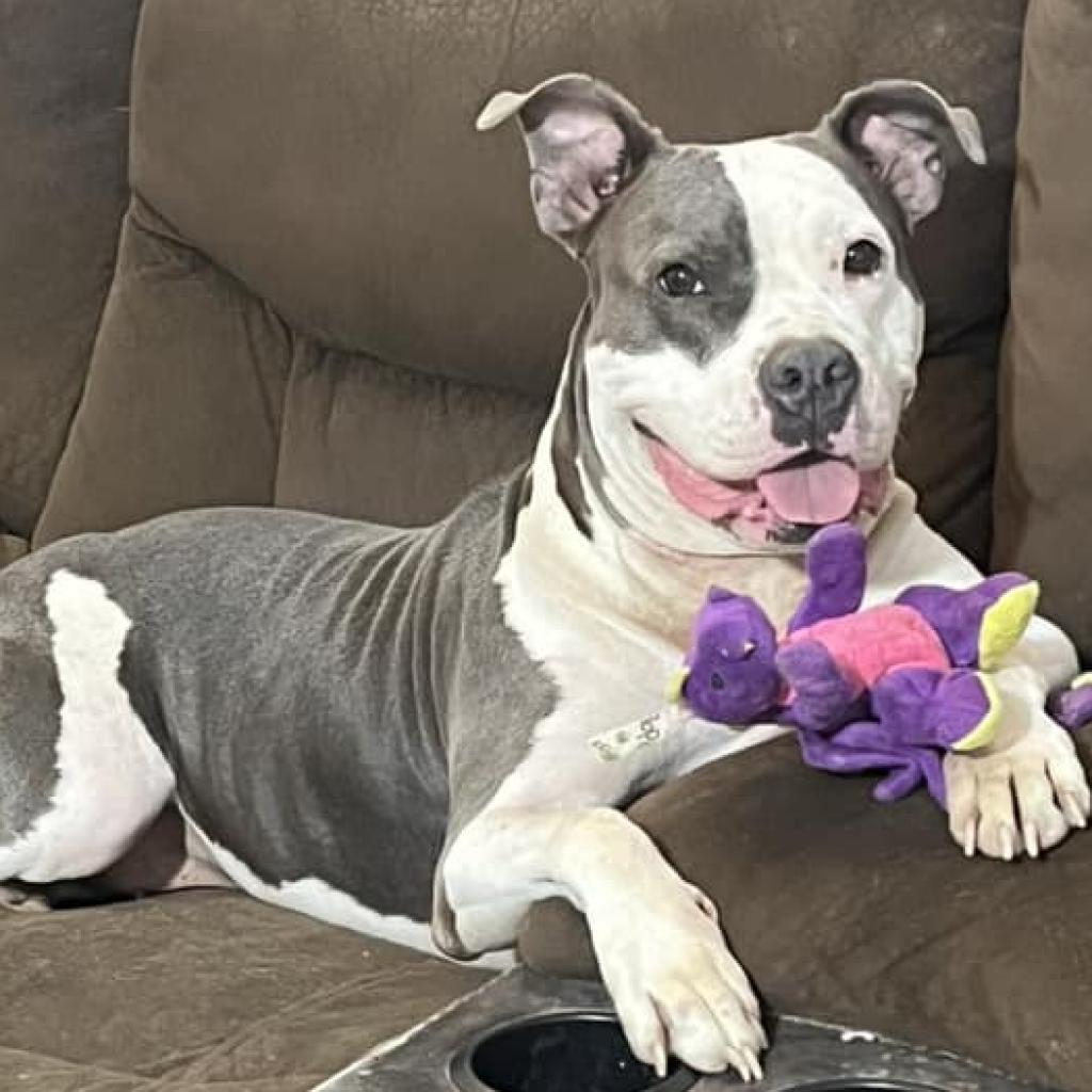 Enlarge Luna Belle, a Adoptable mixed breed in Olathe, KS image 1/6