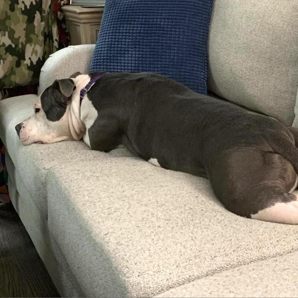 Enlarge Luna Belle, a Adoptable mixed breed in Olathe, KS image 2/6