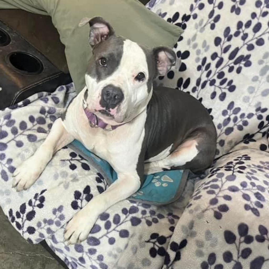Enlarge Luna Belle, a Adoptable mixed breed in Olathe, KS image 3/6
