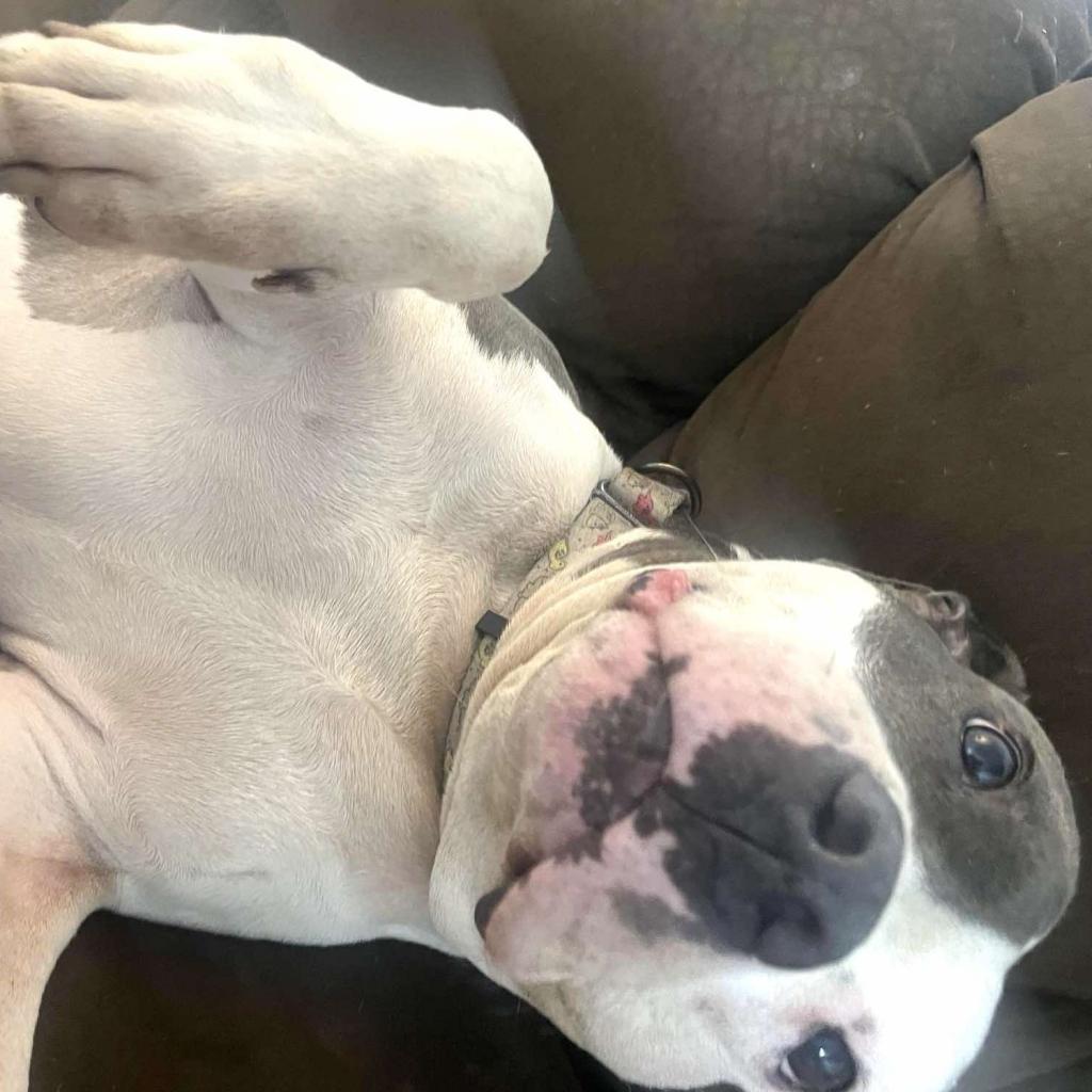 Enlarge Luna Belle, a Adoptable mixed breed in Olathe, KS image 4/6