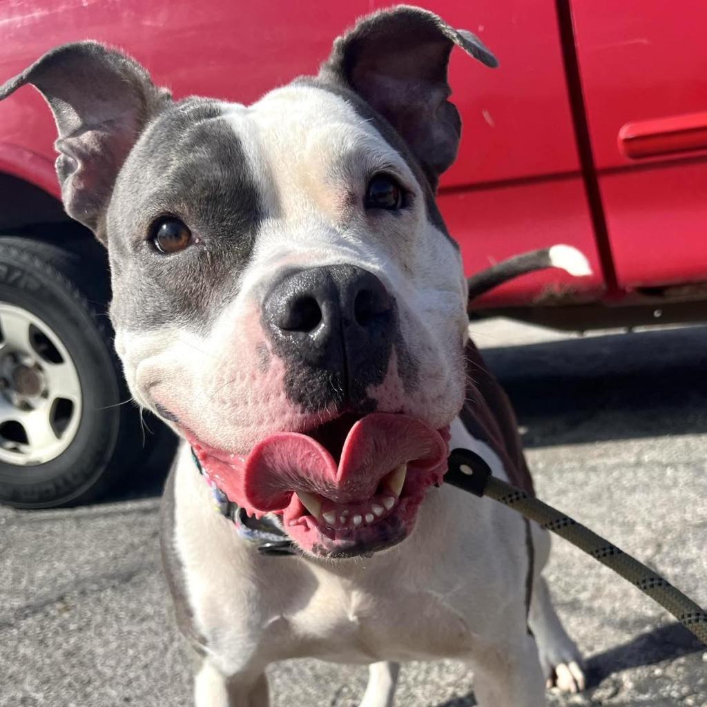 Enlarge Luna Belle, a Adoptable mixed breed in Olathe, KS image 5/6