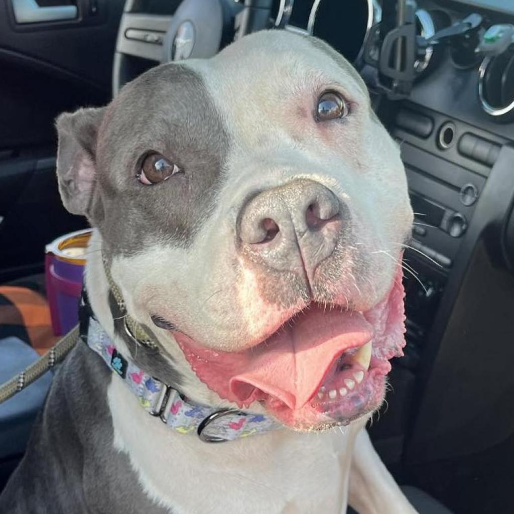 Enlarge Luna Belle, a Adoptable mixed breed in Olathe, KS image 6/6