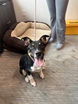 Enlarge Snoopy, a Adopted Mixed Breed in Joliet, IL image 4/4