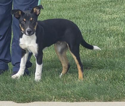 Enlarge Snoopy, a Adopted Mixed Breed in Joliet, IL image 3/4