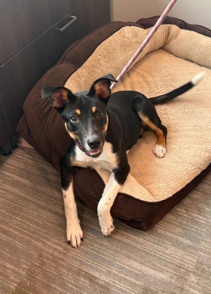 Enlarge Snoopy, a Adopted Mixed Breed in Joliet, IL image 1/4