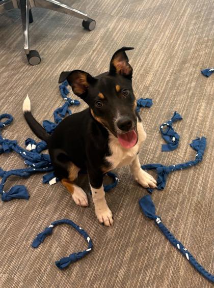 Enlarge Snoopy, a Adopted Mixed Breed in Joliet, IL image 2/4