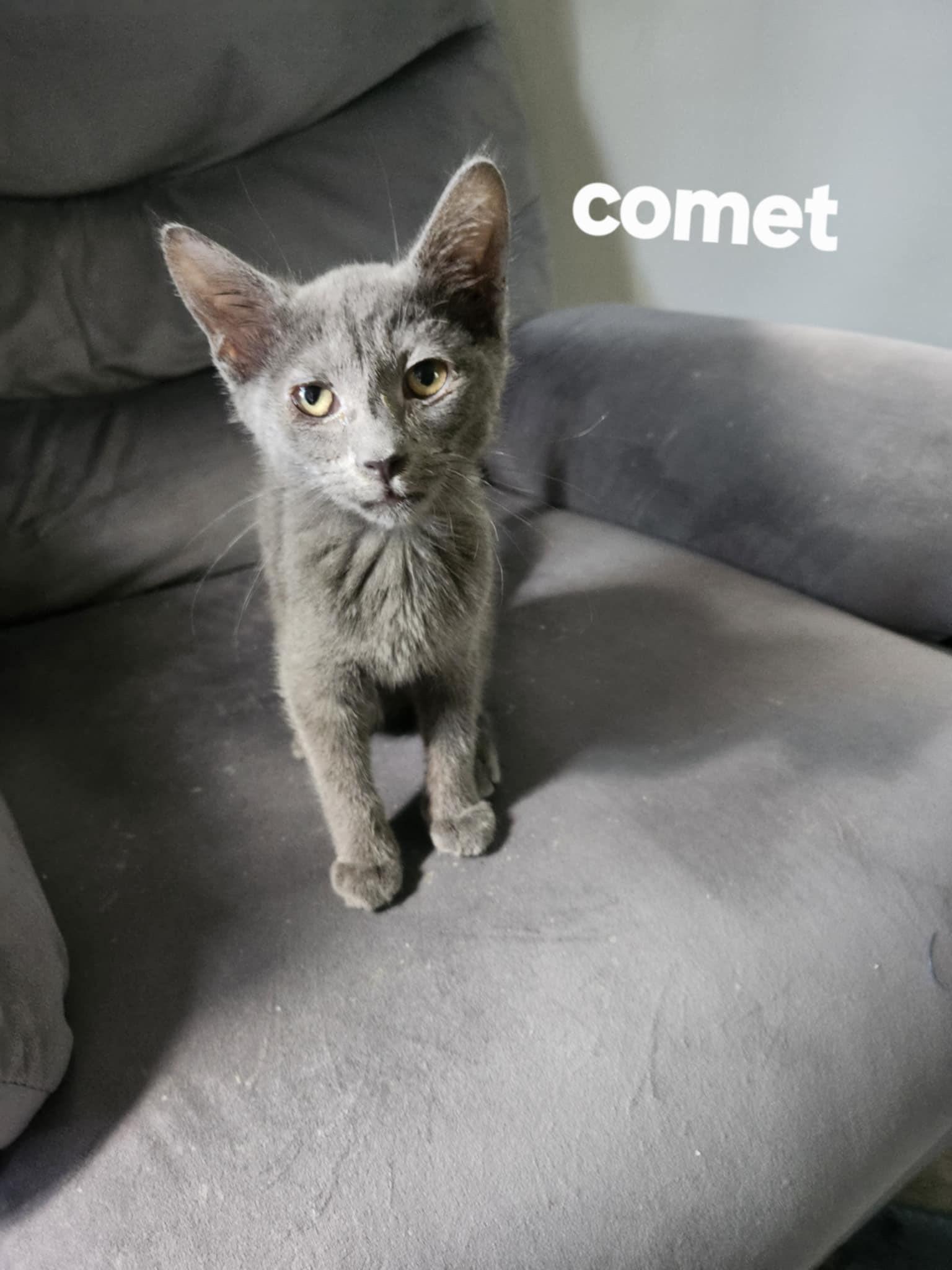 Enlarge Comet, a Adoptable Domestic Short Hair in Beckley, WV image 1/1