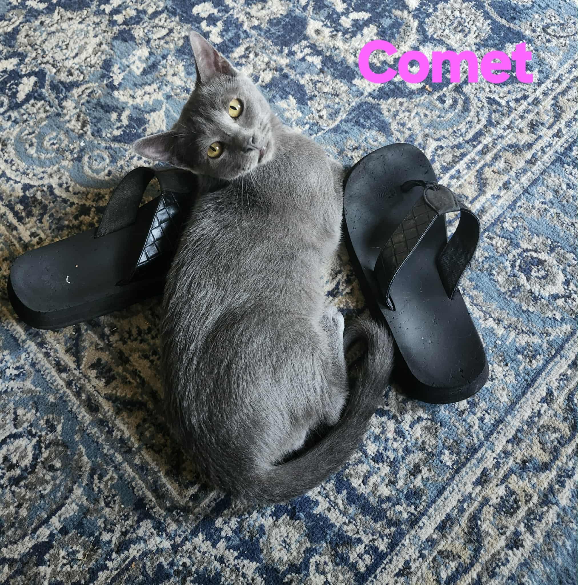 Enlarge Comet, a Adoptable Domestic Short Hair in Beckley, WV image 1/3