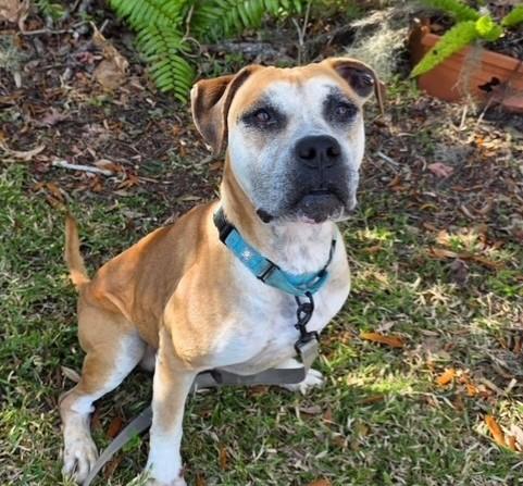 BIGFOOT — thumbnail 2