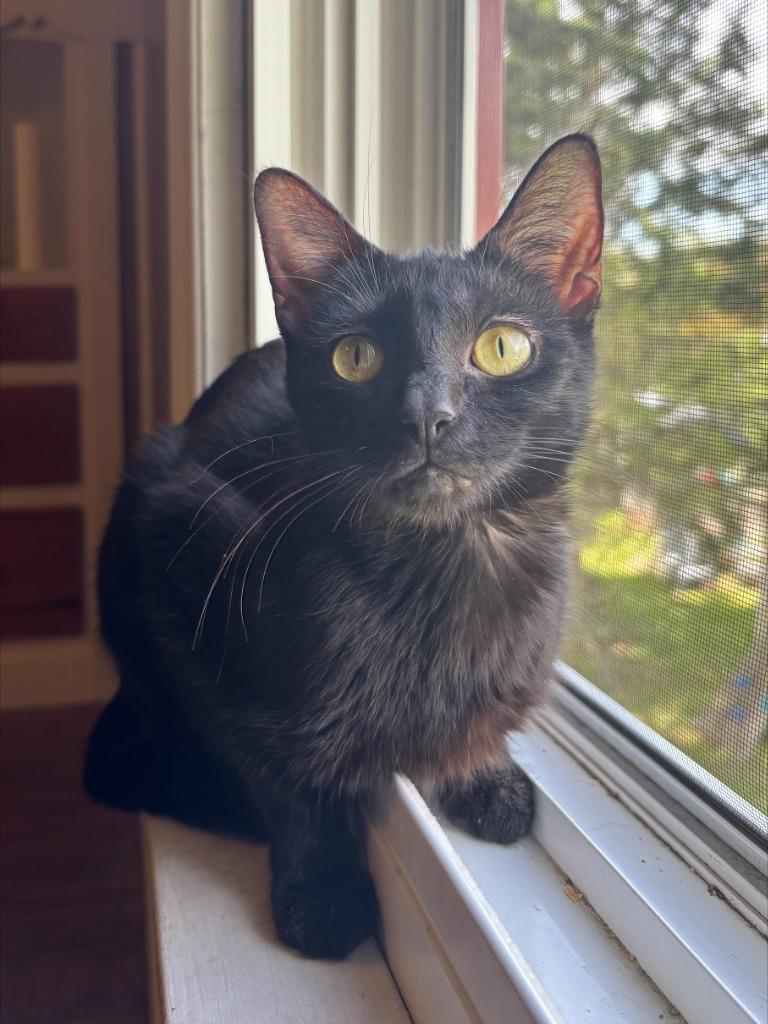 Enlarge G0 Kenai, a Adoptable mixed breed in Ashland, WI image 1/2