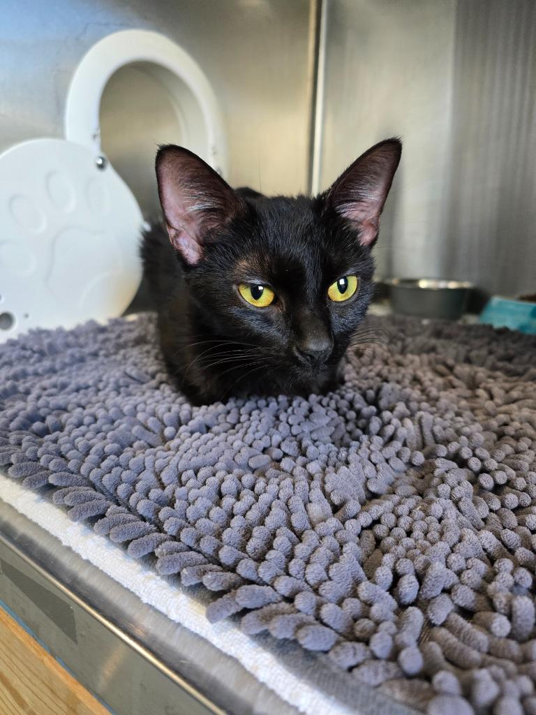 Enlarge G0 Kenai, a Adoptable mixed breed in Ashland, WI image 2/2