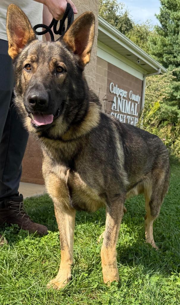 Bullet, Adoptable, Young Male German Shepherd Dog.