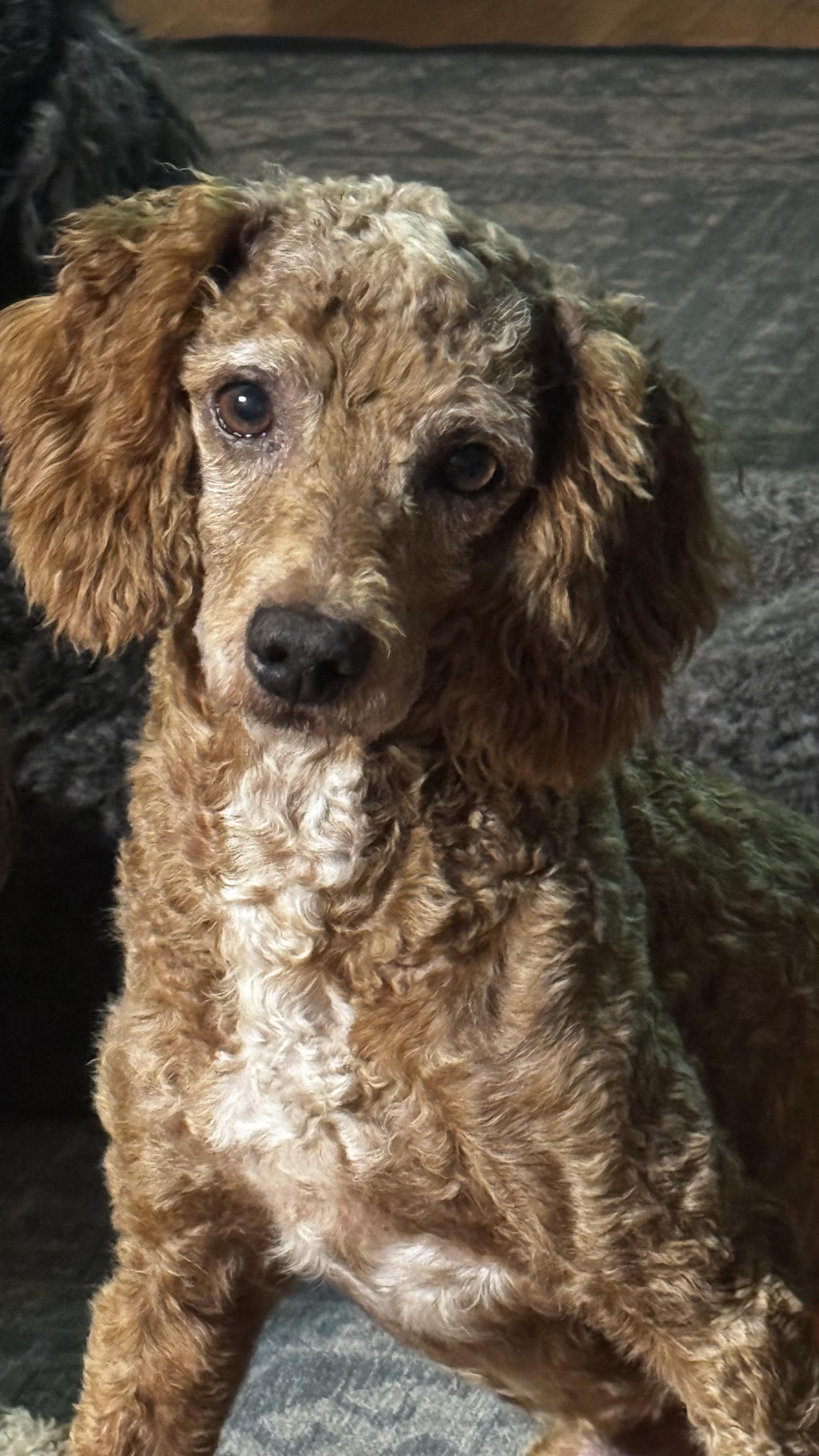 Enlarge Banjo, a Adoptable Miniature Poodle in Woodlawn, TN image 1/1
