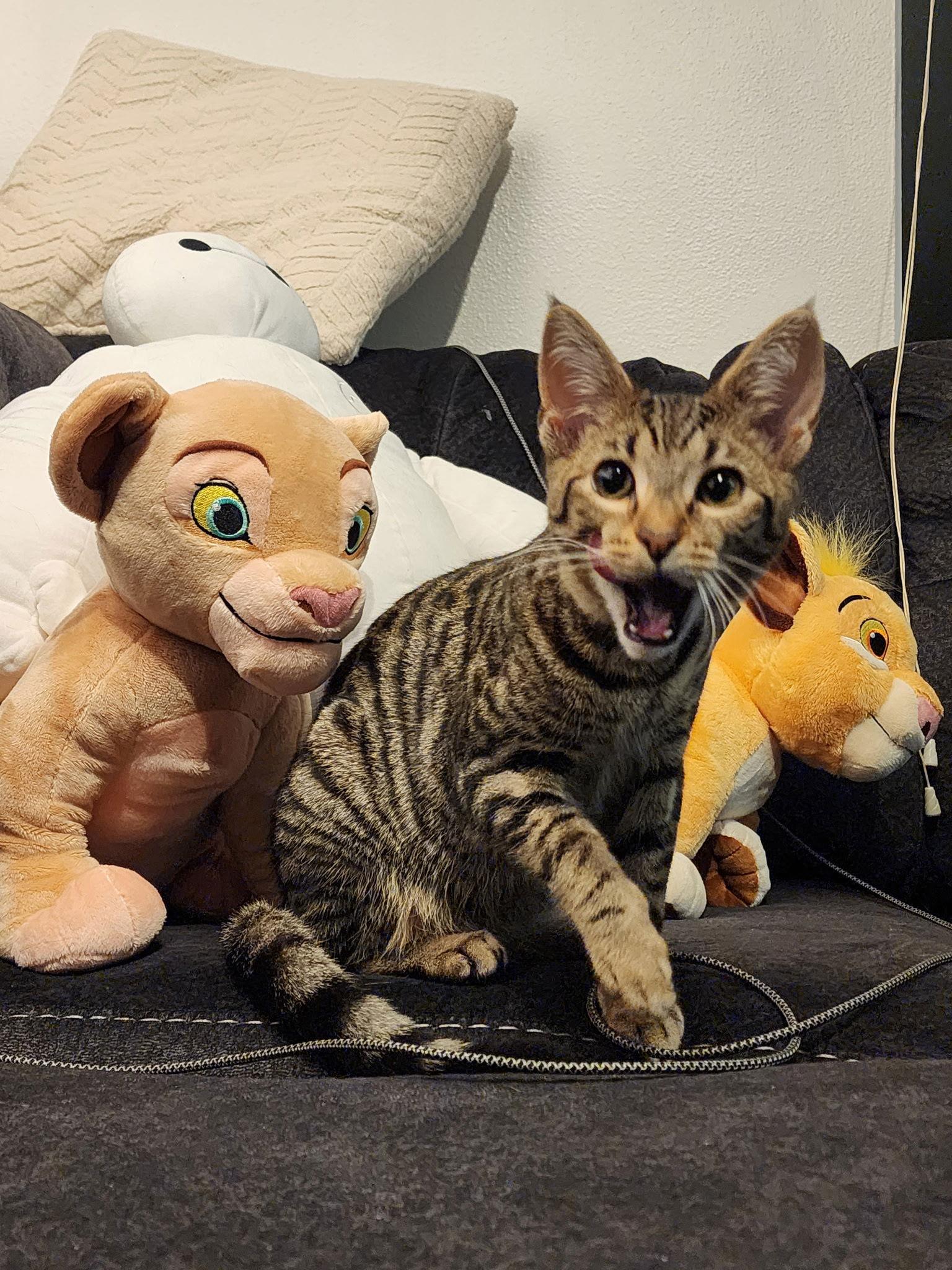 Jordyn, a Adoptable Domestic Short Hair in Burlington, WA image 1/3