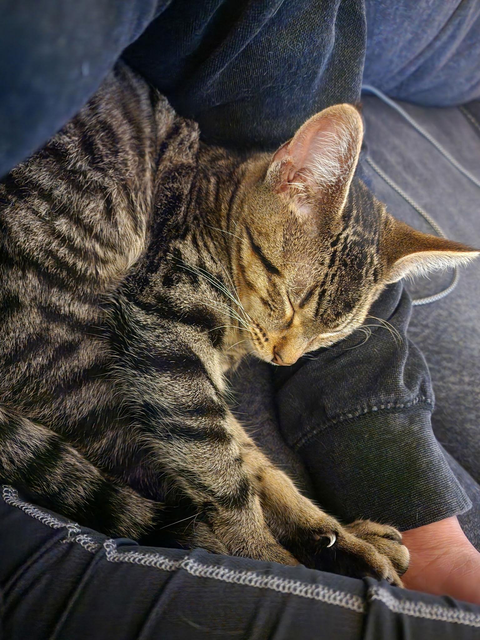 Jordyn, a Adoptable Domestic Short Hair in Burlington, WA image 2/3