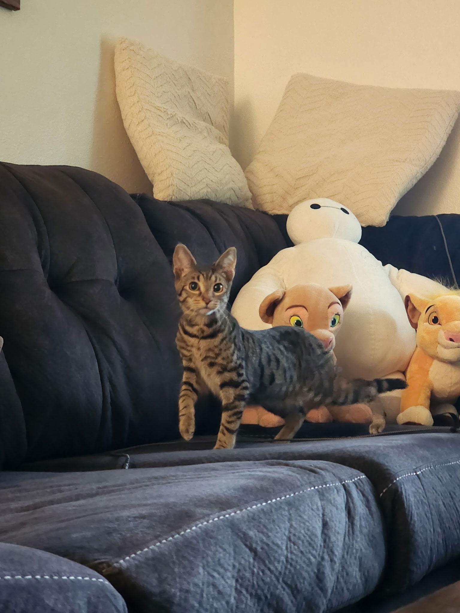 Jordyn, a Adoptable Domestic Short Hair in Burlington, WA image 3/3