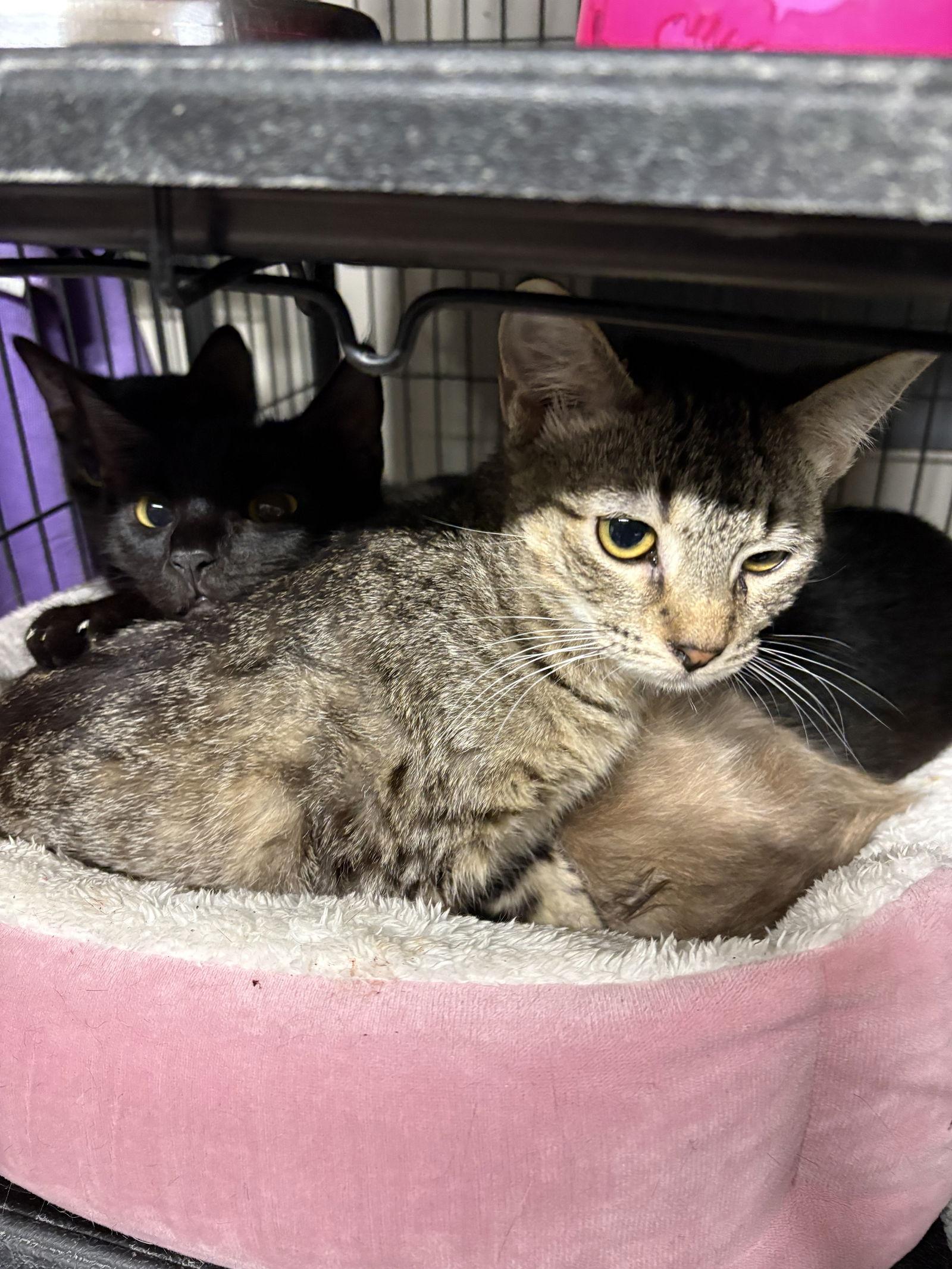 Enlarge Alice   (th), a Adoptable Domestic Short Hair in White Bluff, TN image 1/1