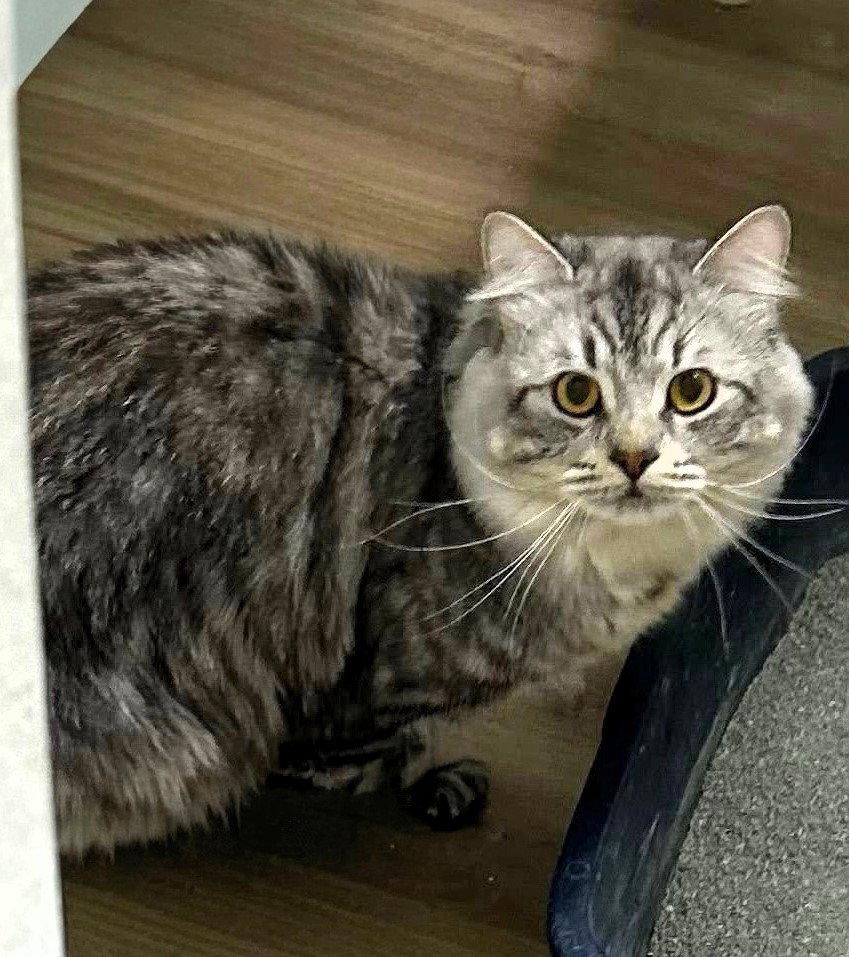 Enlarge Ozzy, a Adopted Persian in Dripping Springs, TX image 1/2