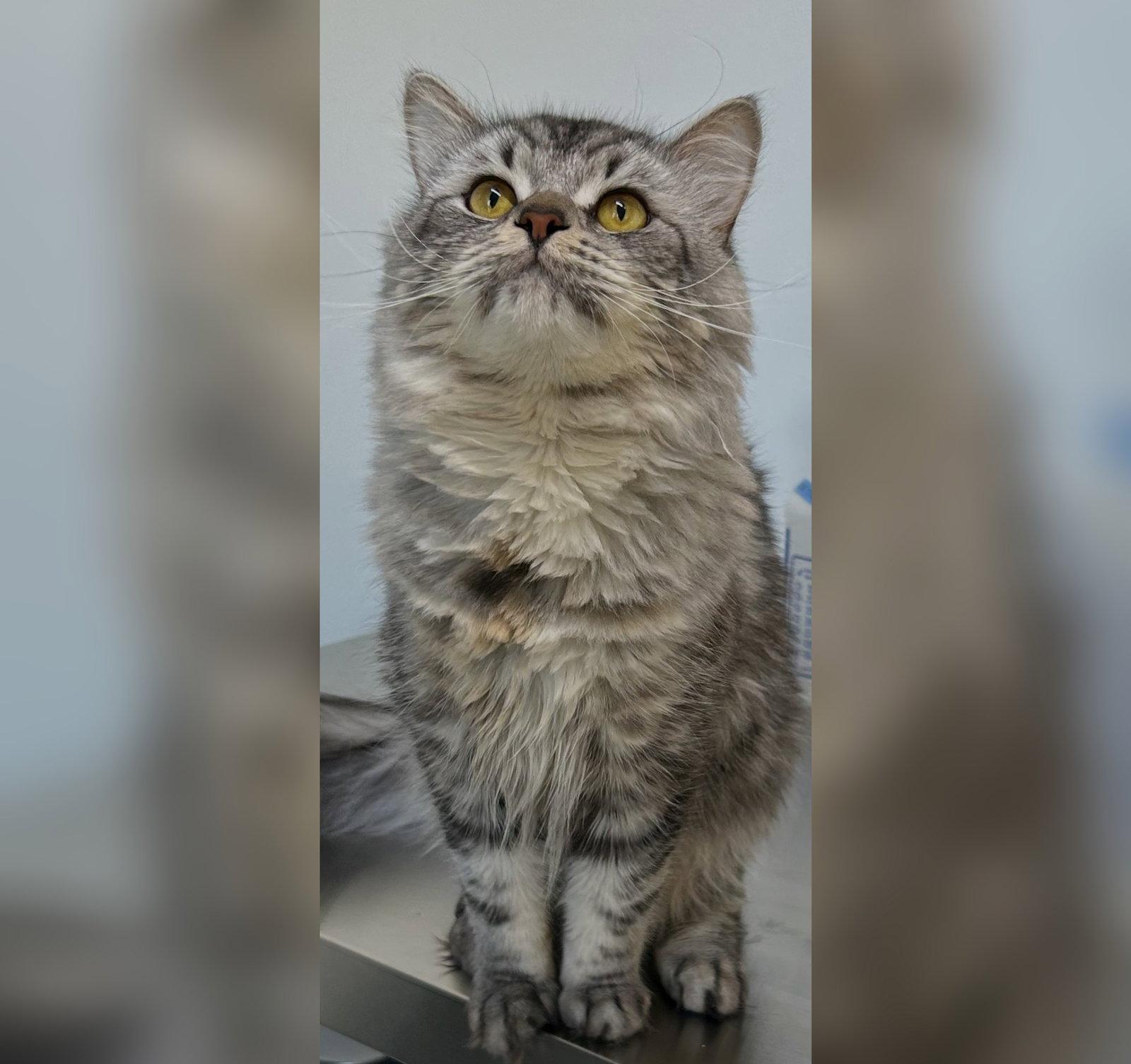 Enlarge Ozzy, a Adopted Persian in Dripping Springs, TX image 2/2