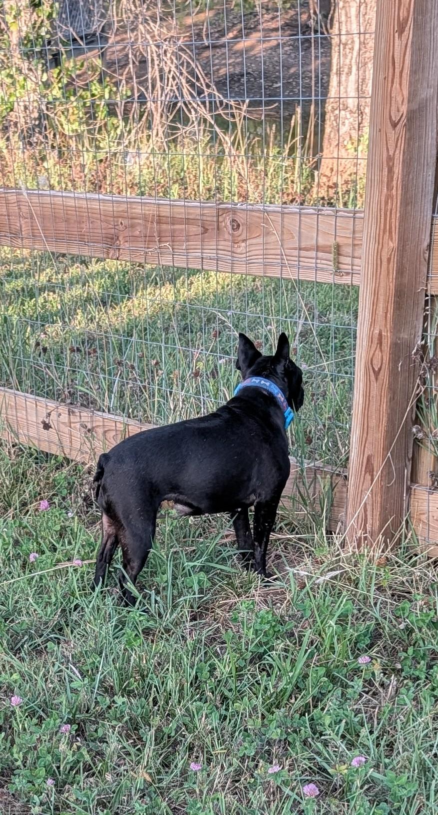 Enlarge Fancy, a ADOPTABLE mixed breed in Benton, KS image 2/2