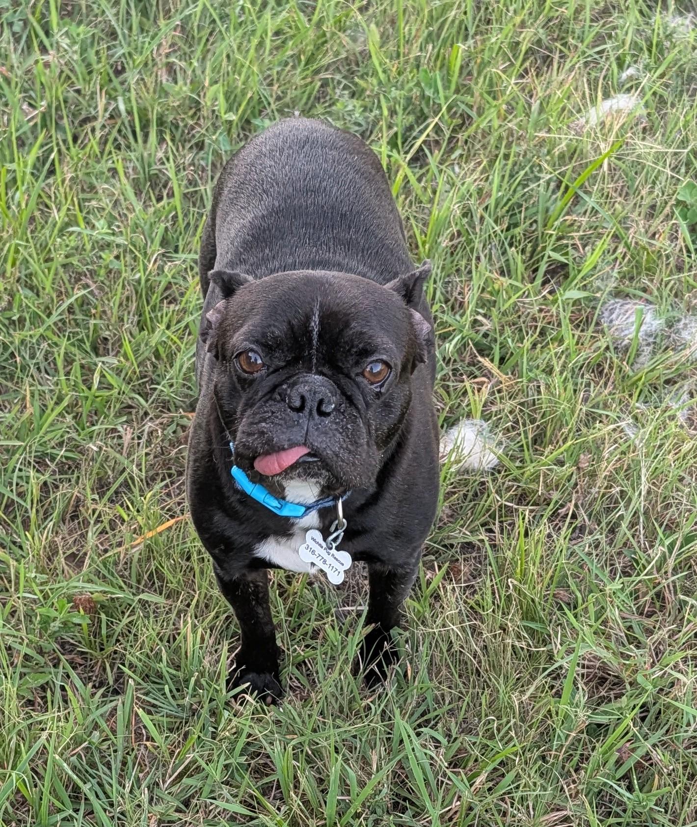 Fancy, ADOPTABLE, Adult Female French Bulldog & Boston Terrier.