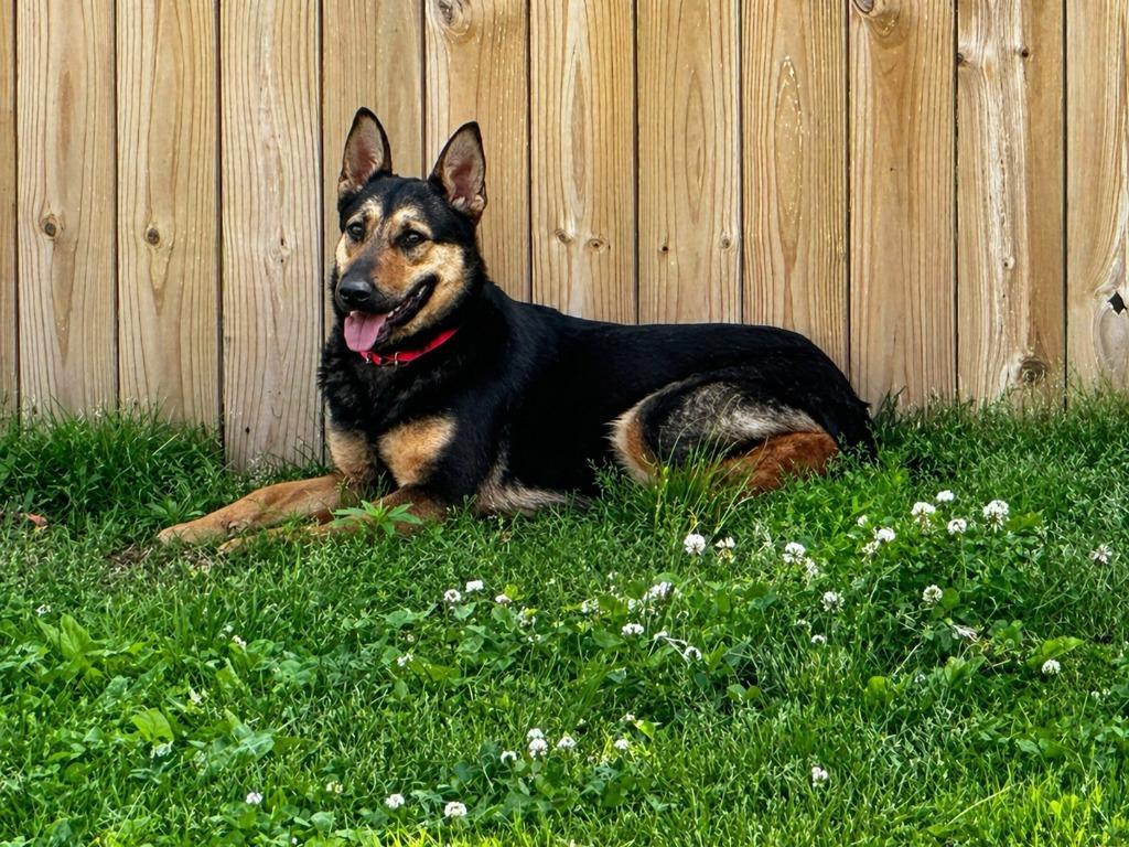 Harper, Adoptable, Young Female German Shepherd Dog & Mixed Breed.