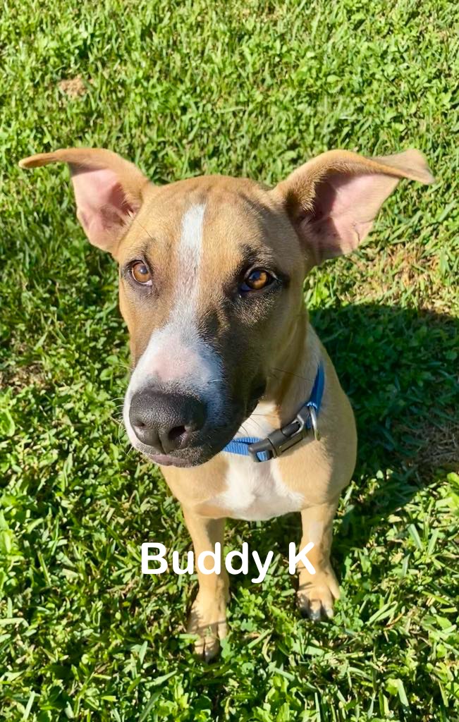 Buddy K photo 2