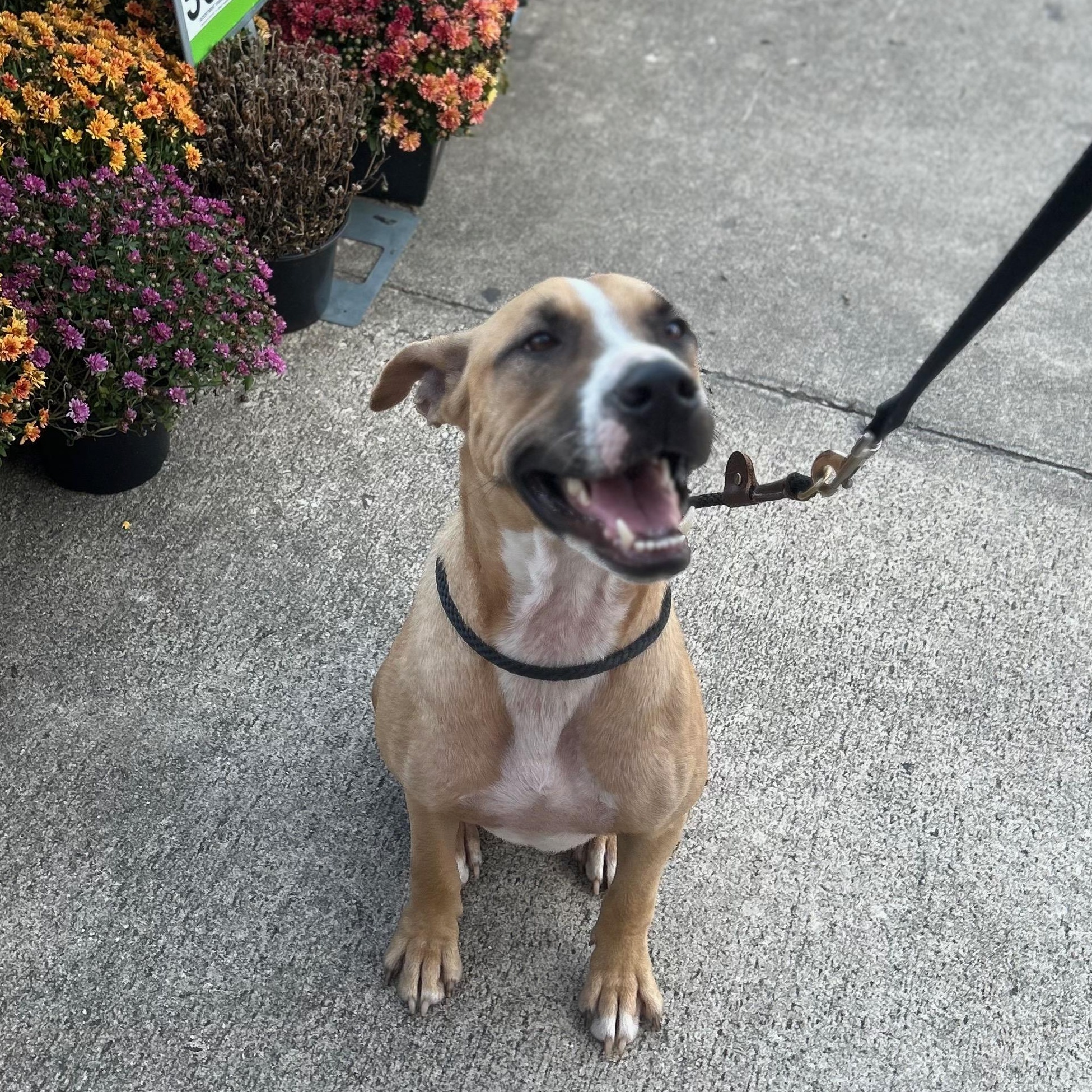 Buddy K, Adoptable, Young Male Hound.