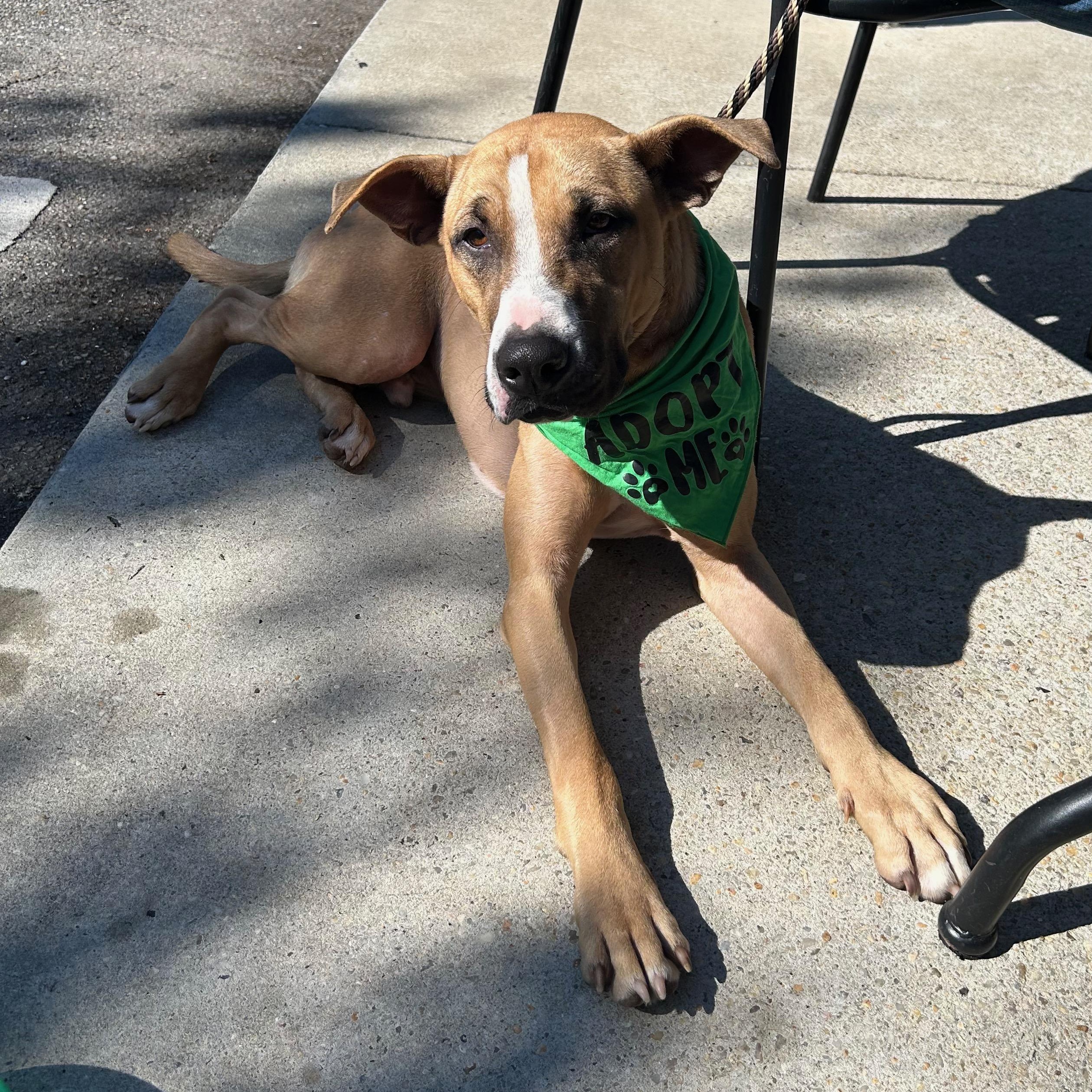 Buddy K, a Adoptable mixed breed in Mobile, AL image 2/5