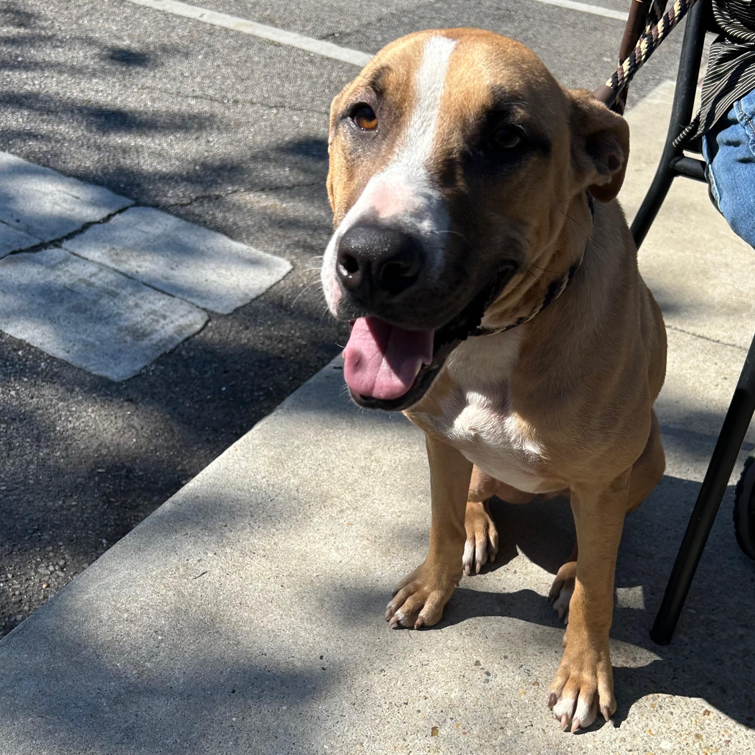 Buddy K, a Adoptable mixed breed in Mobile, AL image 3/5
