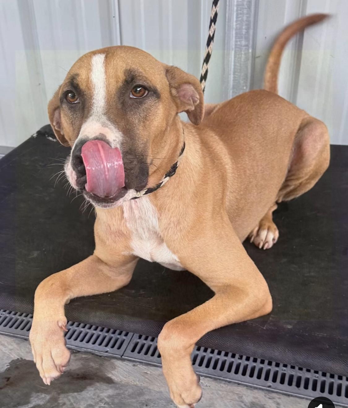 Buddy K, a Adoptable mixed breed in Mobile, AL image 5/5