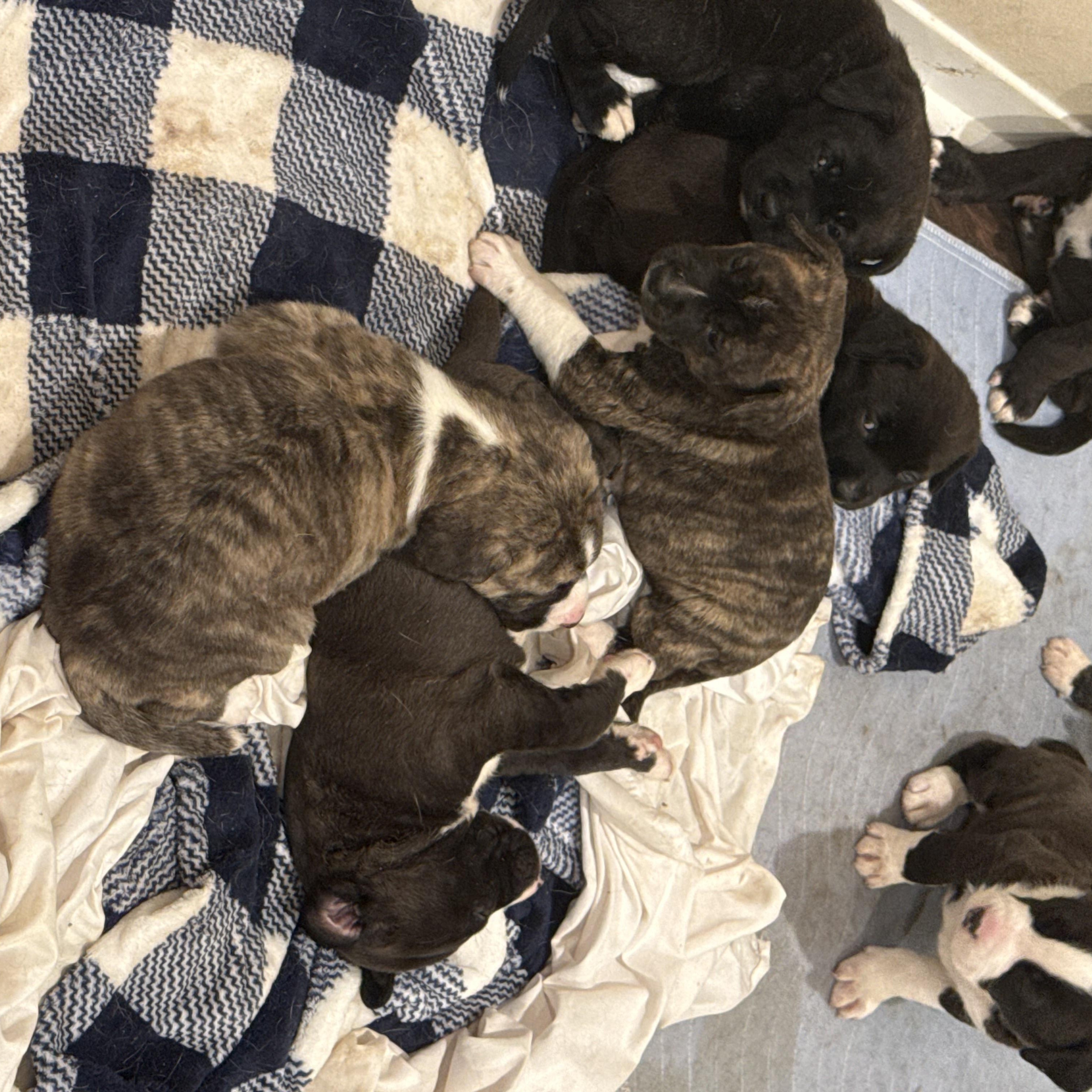 Enlarge BRUNCH BUNCH , a ADOPTABLE mixed breed in houston, TX image 5/6
