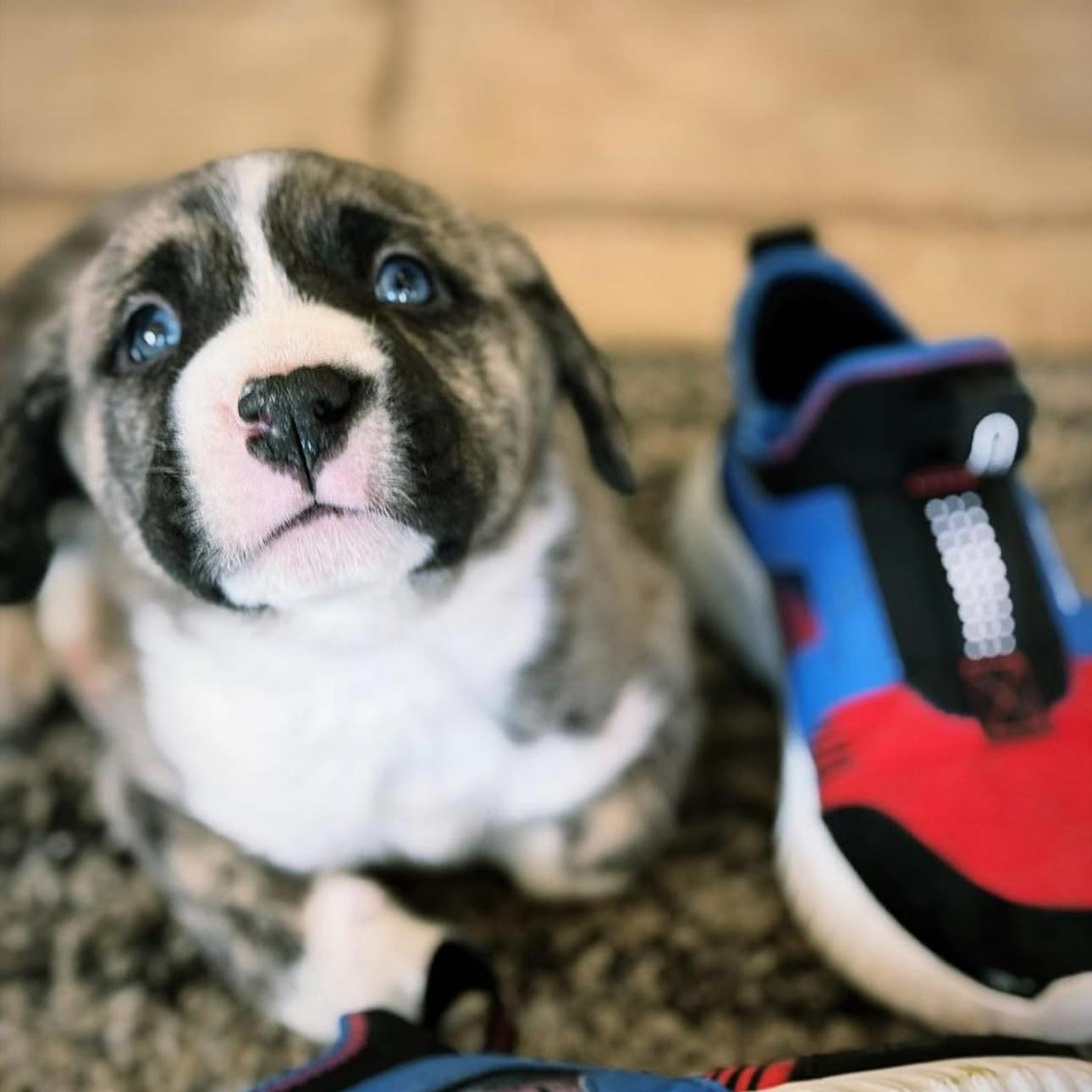 Enlarge BRUNCH BUNCH , a ADOPTABLE mixed breed in houston, TX image 4/6