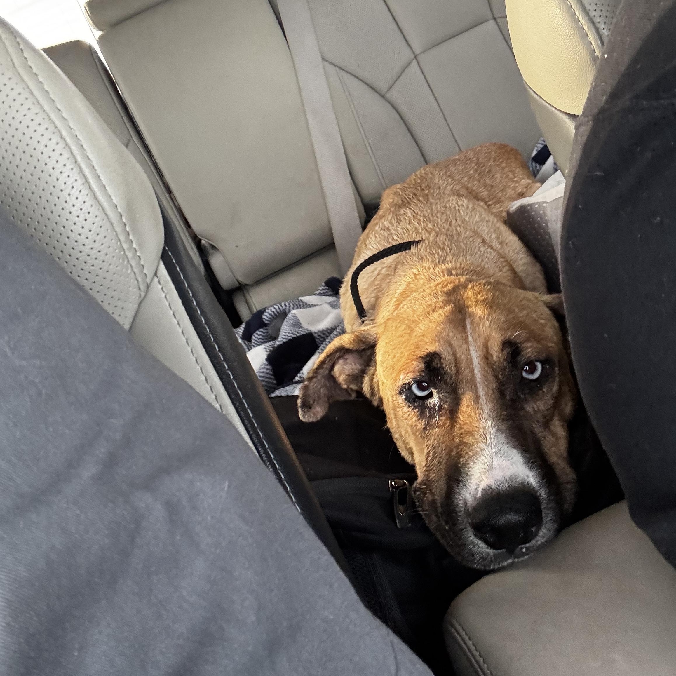 Enlarge BRUNCH BUNCH , a ADOPTABLE mixed breed in houston, TX image 6/6