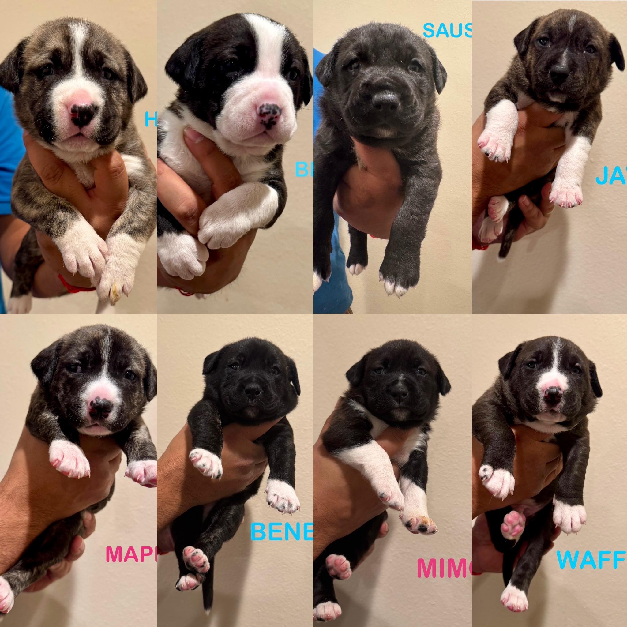 Enlarge BRUNCH BUNCH , a ADOPTABLE mixed breed in houston, TX image 2/6
